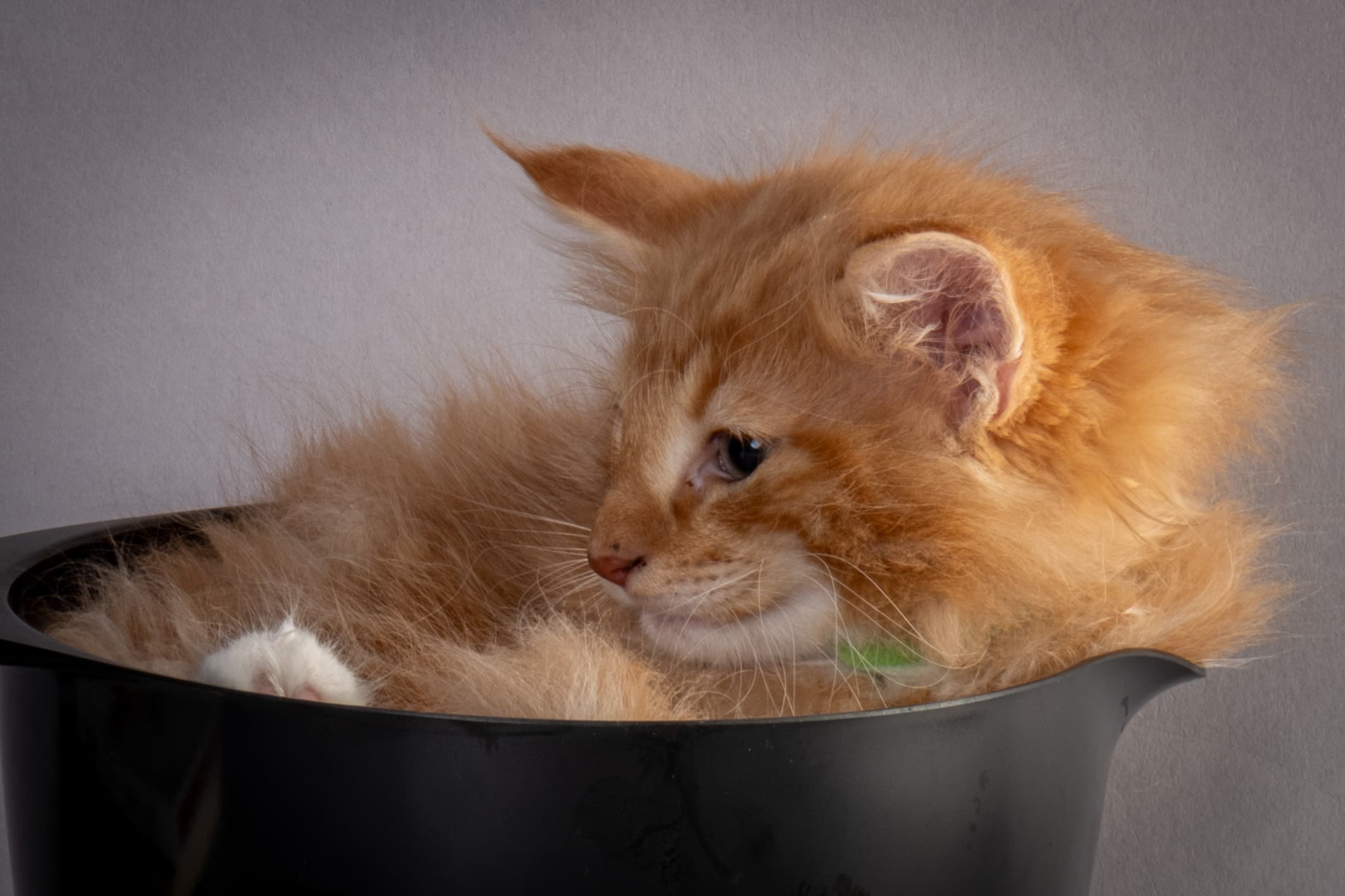 (N)Migoto's Nicco, NFO d 09 22