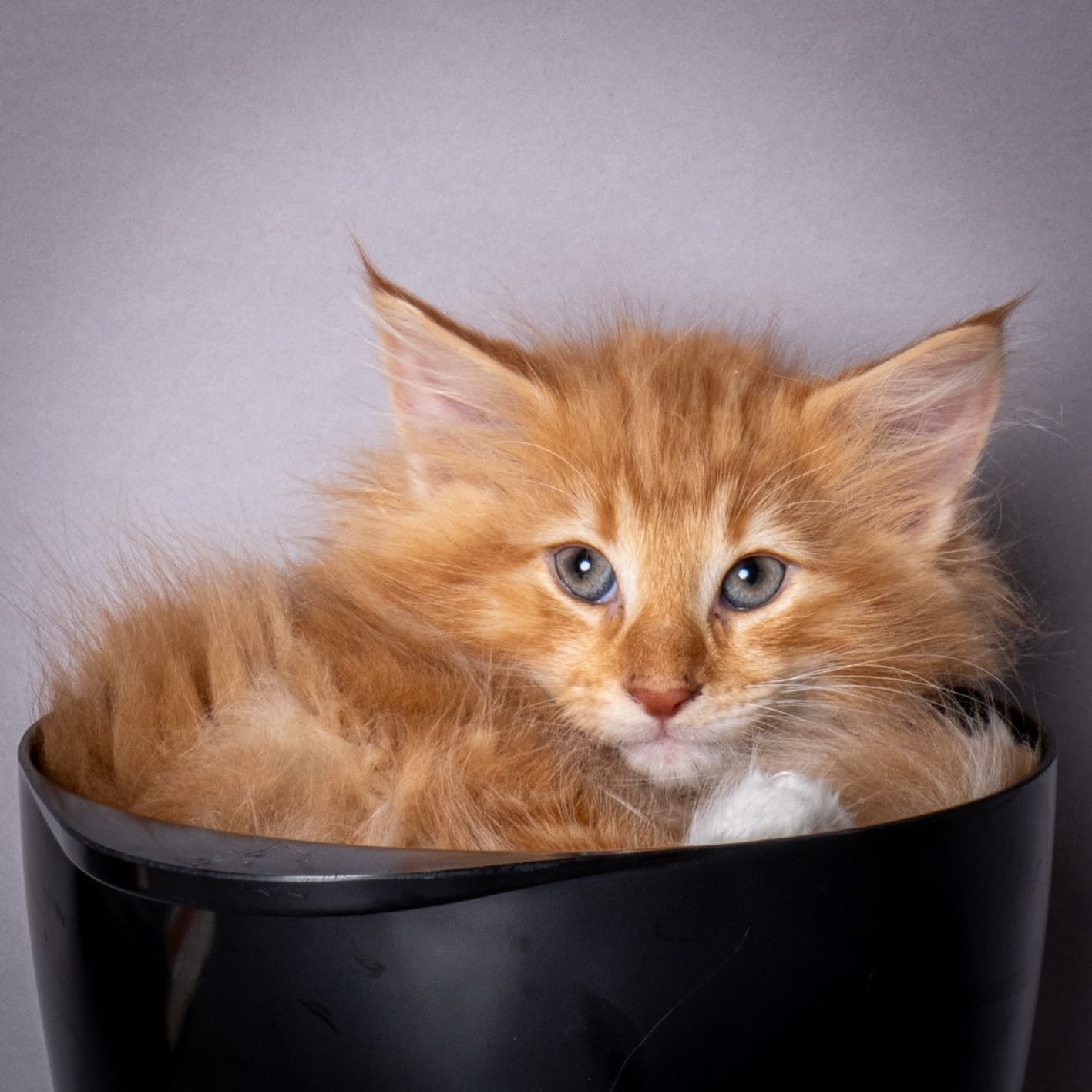 (N)Migoto's Nicco, NFO d 09 22