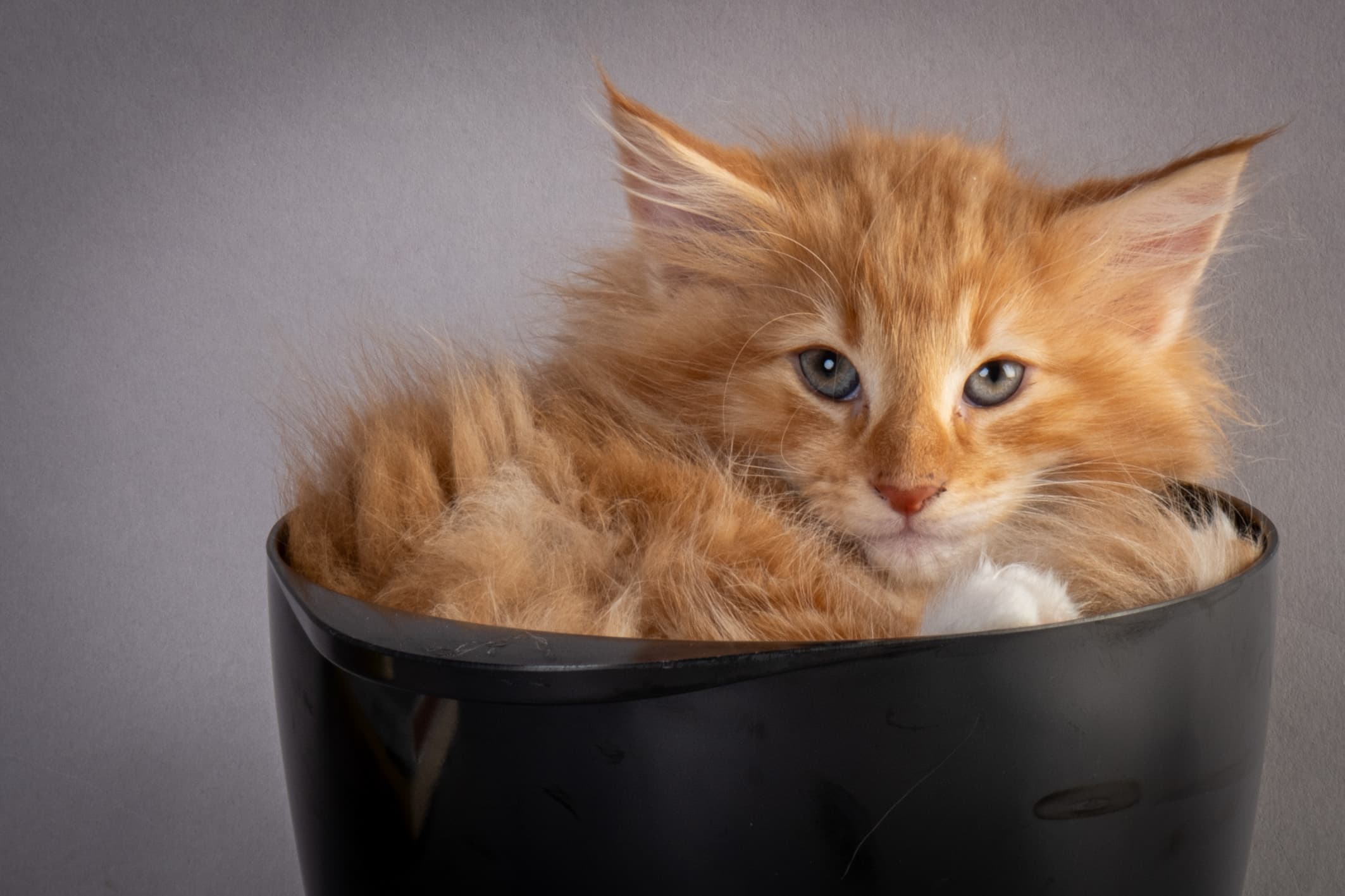 (N)Migoto's Nicco, NFO d 09 22