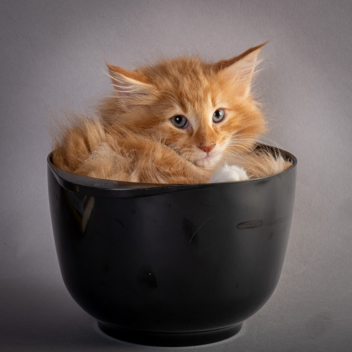 (N)Migoto's Nicco, NFO d 09 22