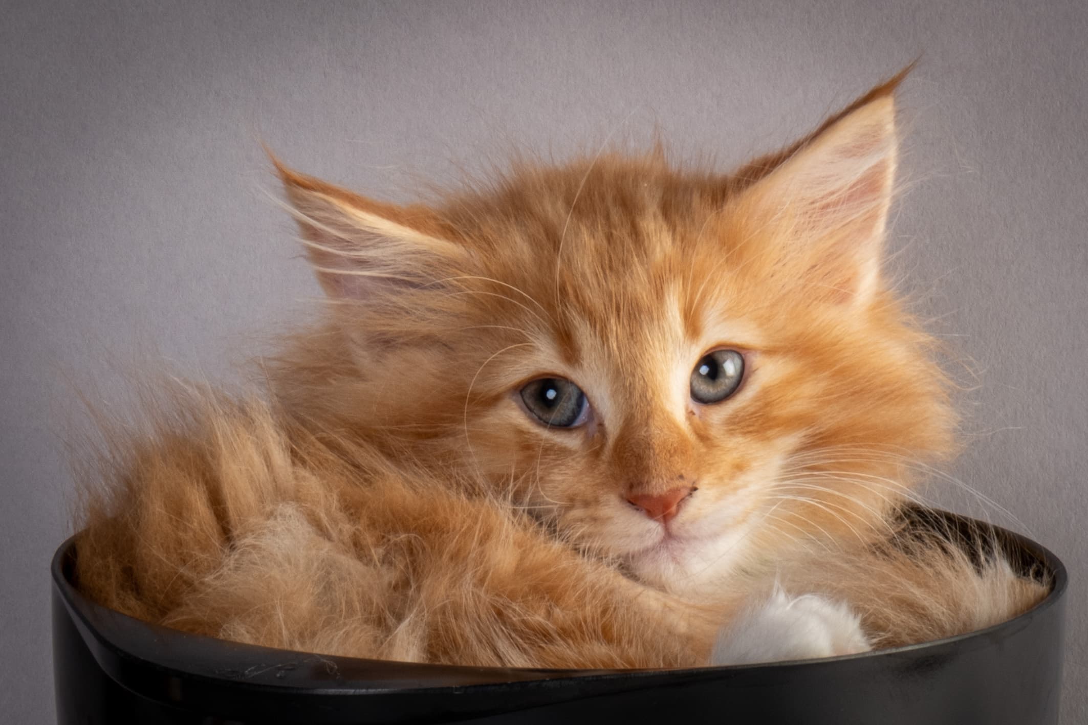 (N)Migoto's Nicco, NFO d 09 22