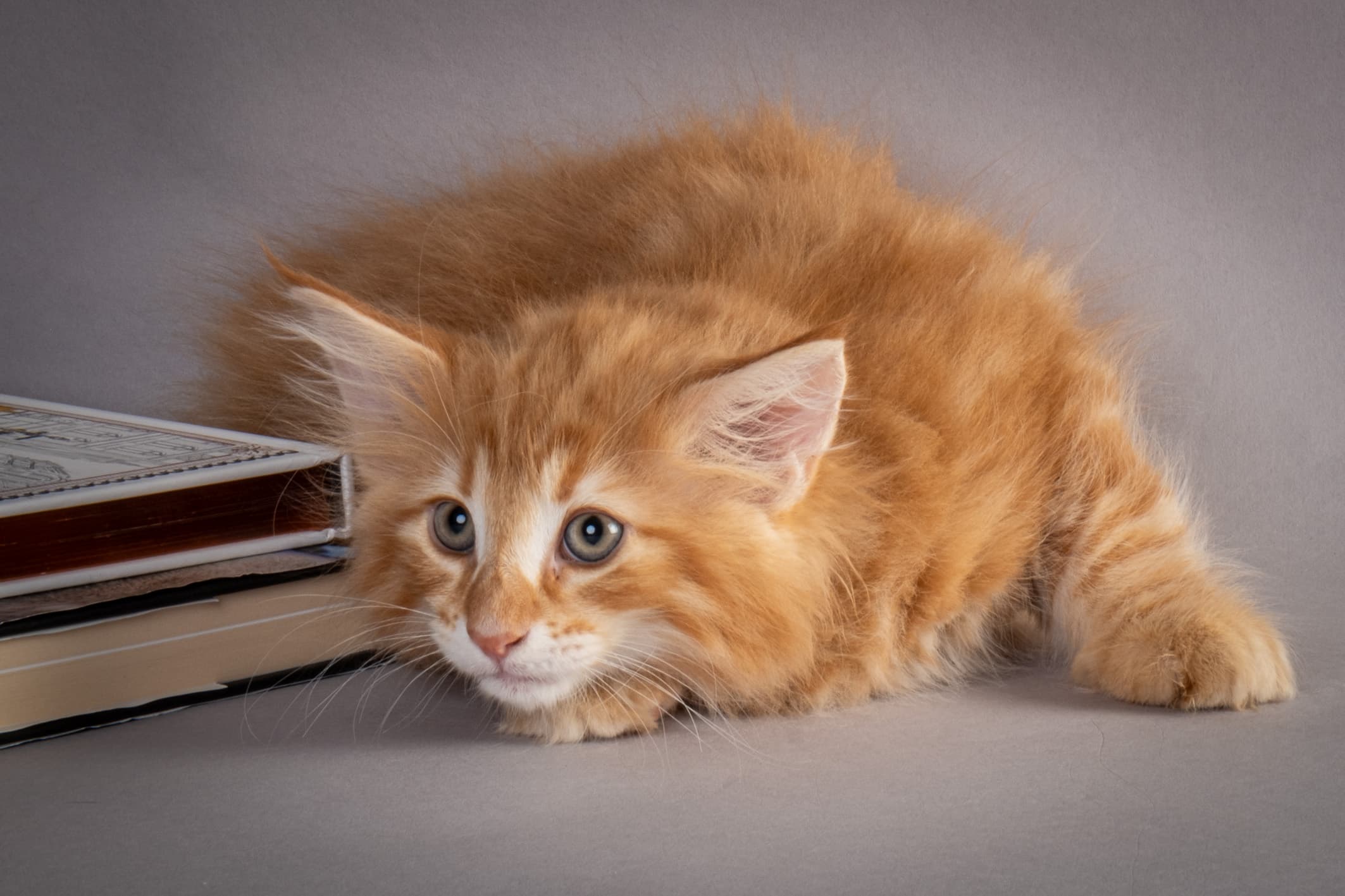 (N)Migoto's Nikolai, NFO d 09 22