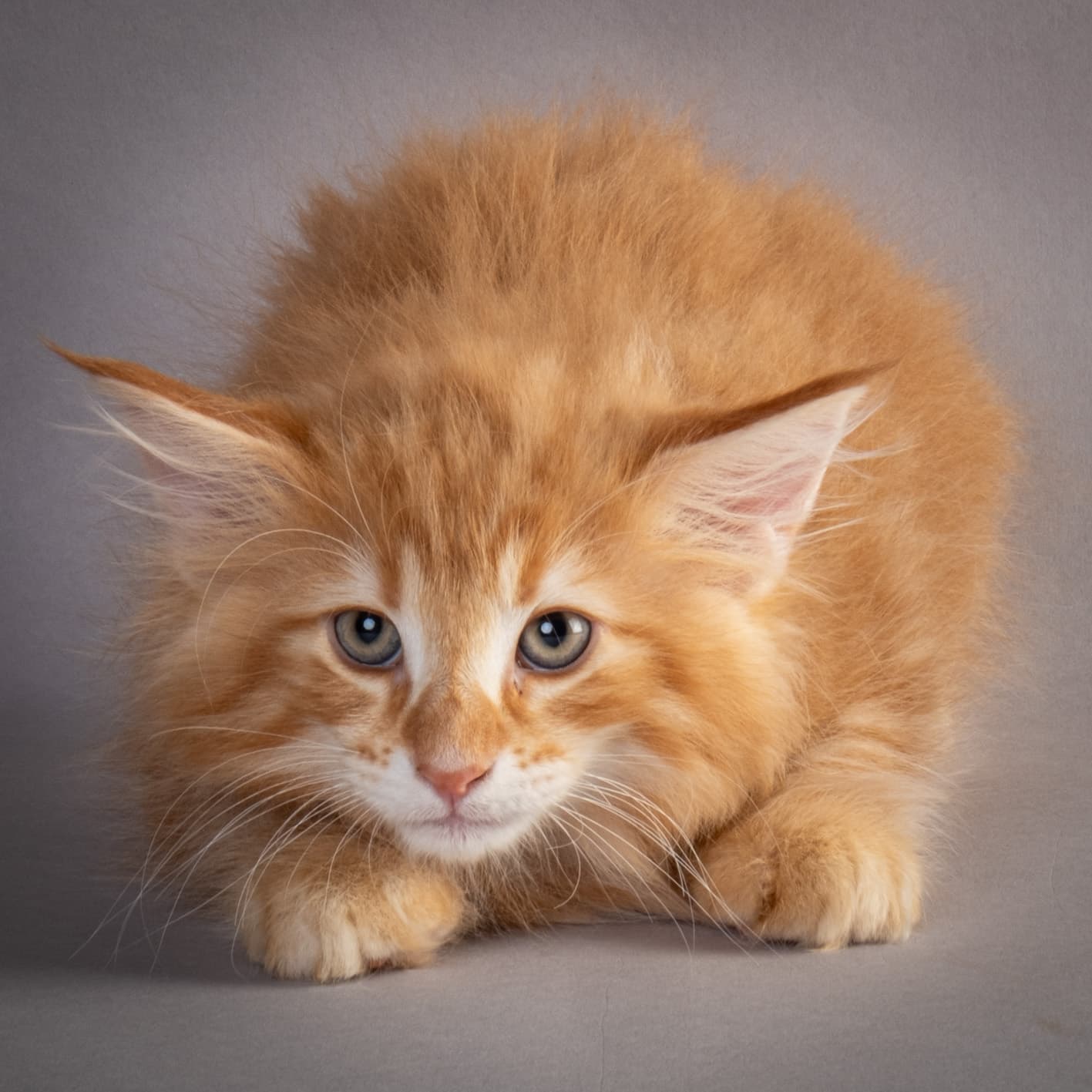 (N)Migoto's Nikolai, NFO d 09 22