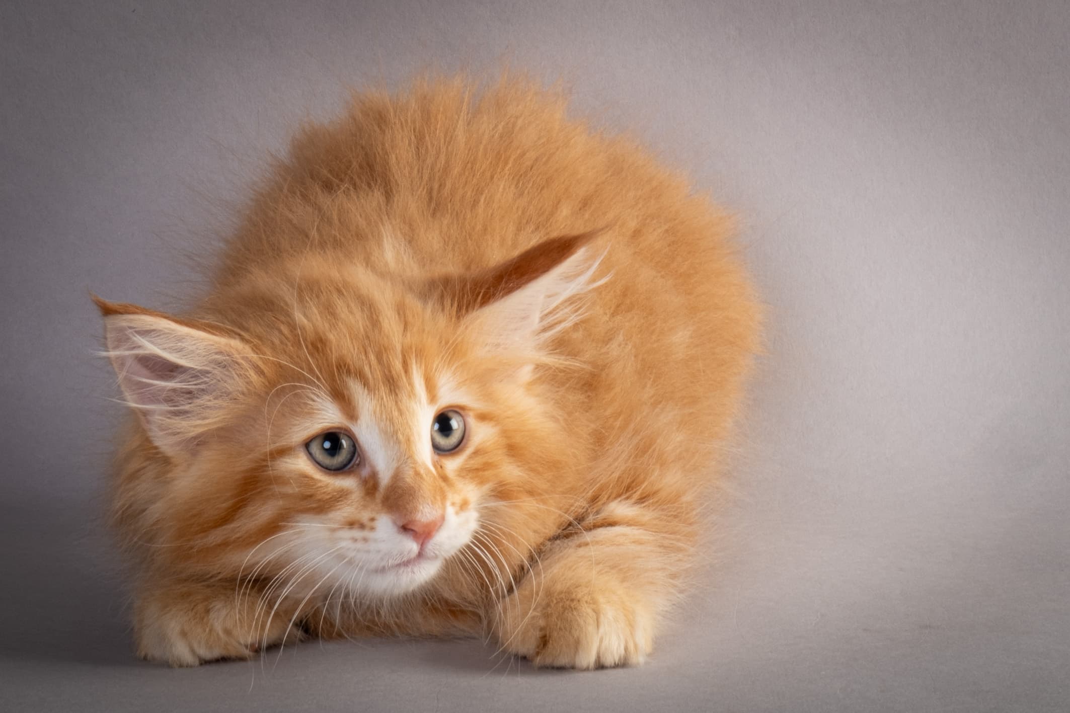 (N)Migoto's Nikolai, NFO d 09 22