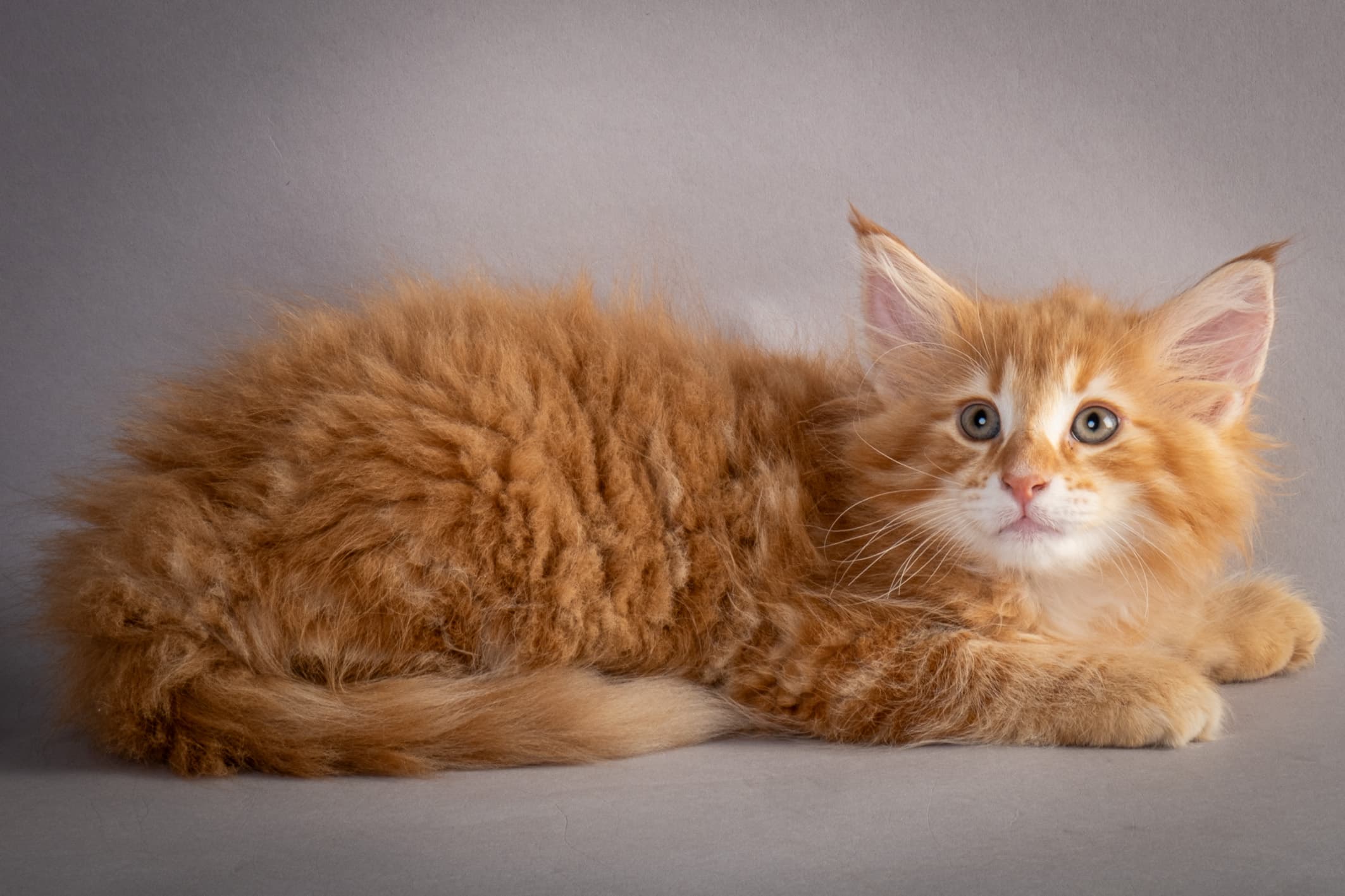 (N)Migoto's Nikolai, NFO d 09 22