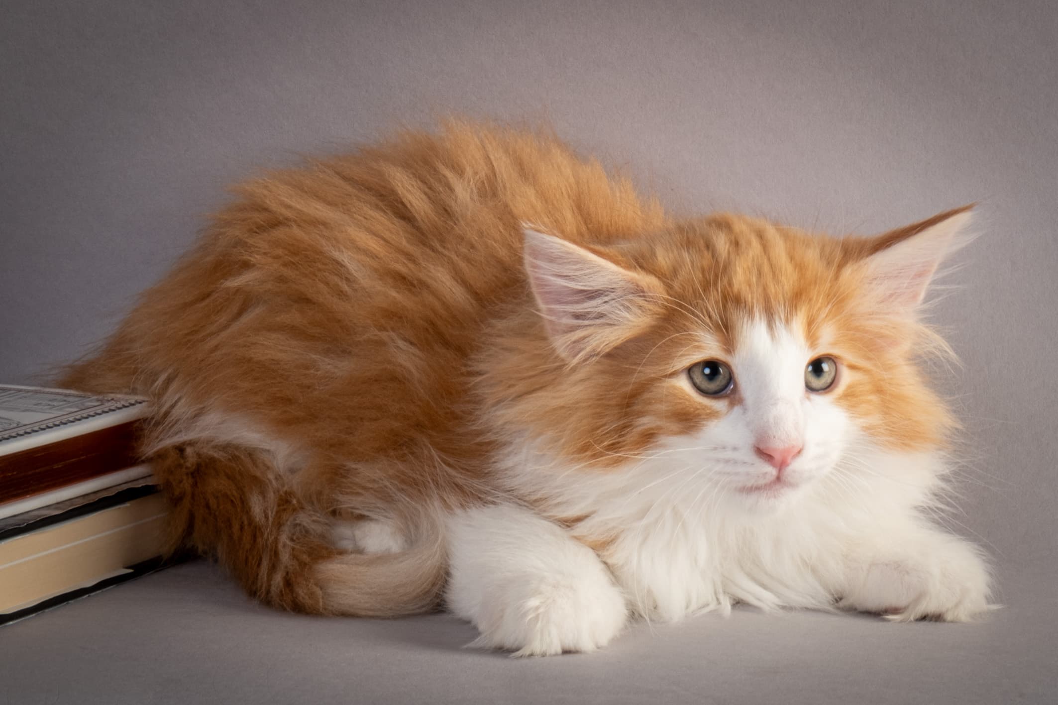 (N)Migoto's Nate, NFO d 03 22