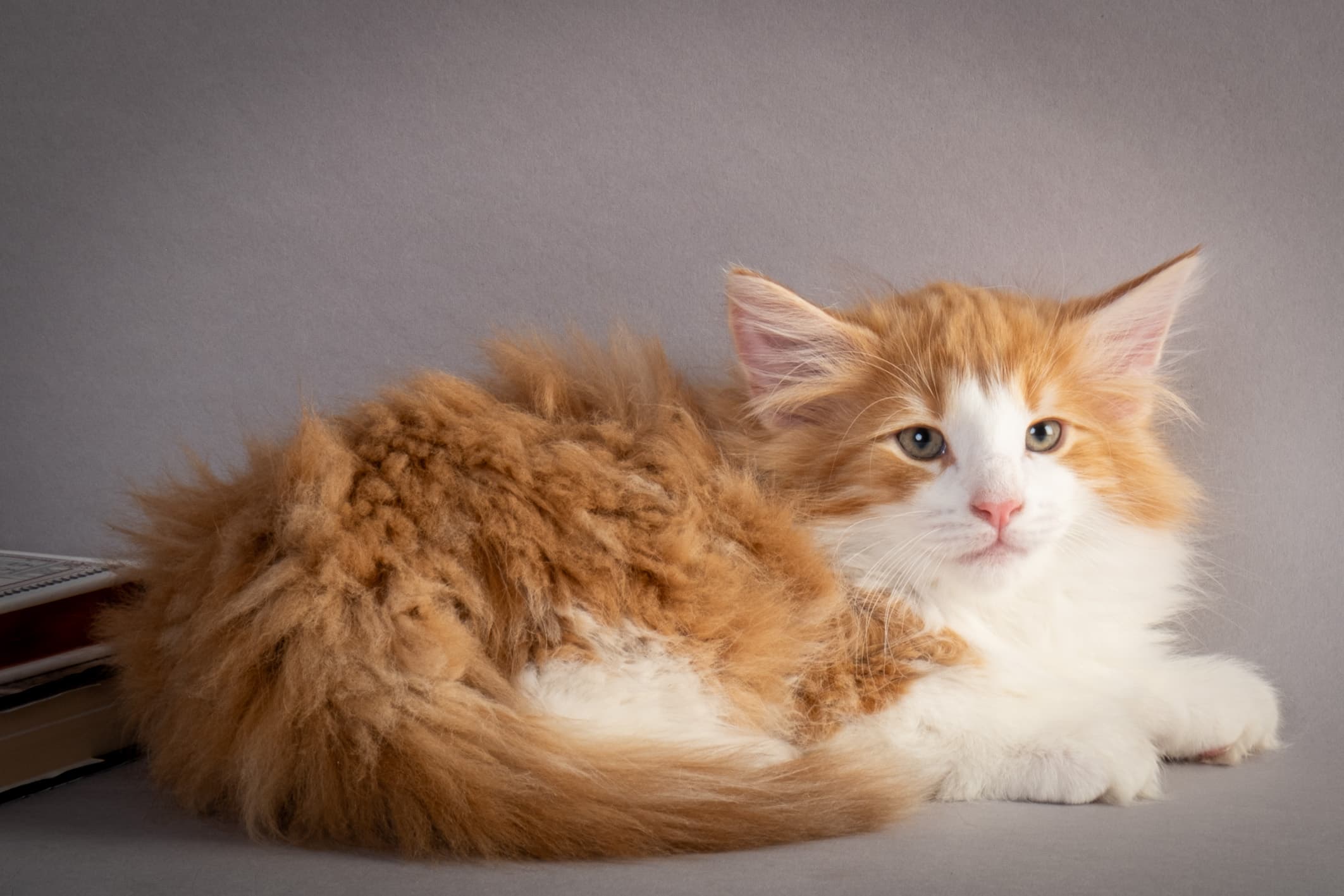 (N)Migoto's Nate, NFO d 03 22