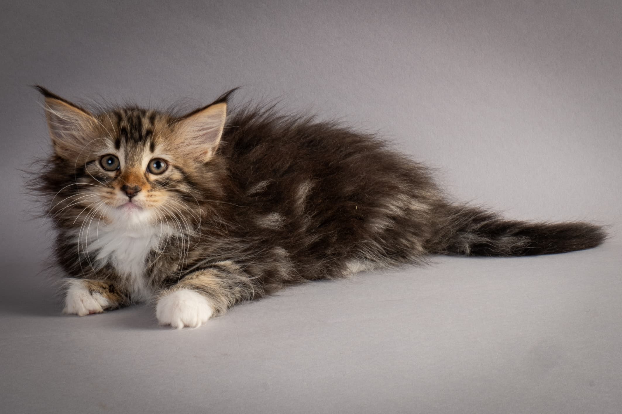 (N)Migoto's Nina, NFO n 09 22