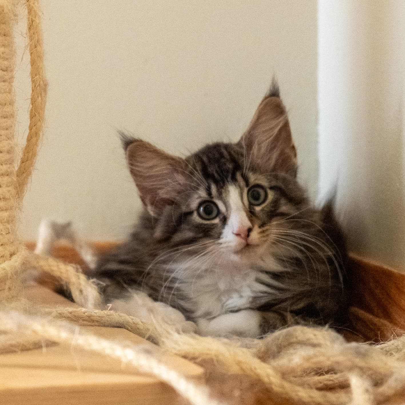 (N)Migoto's Marcus, NFO n 09 24