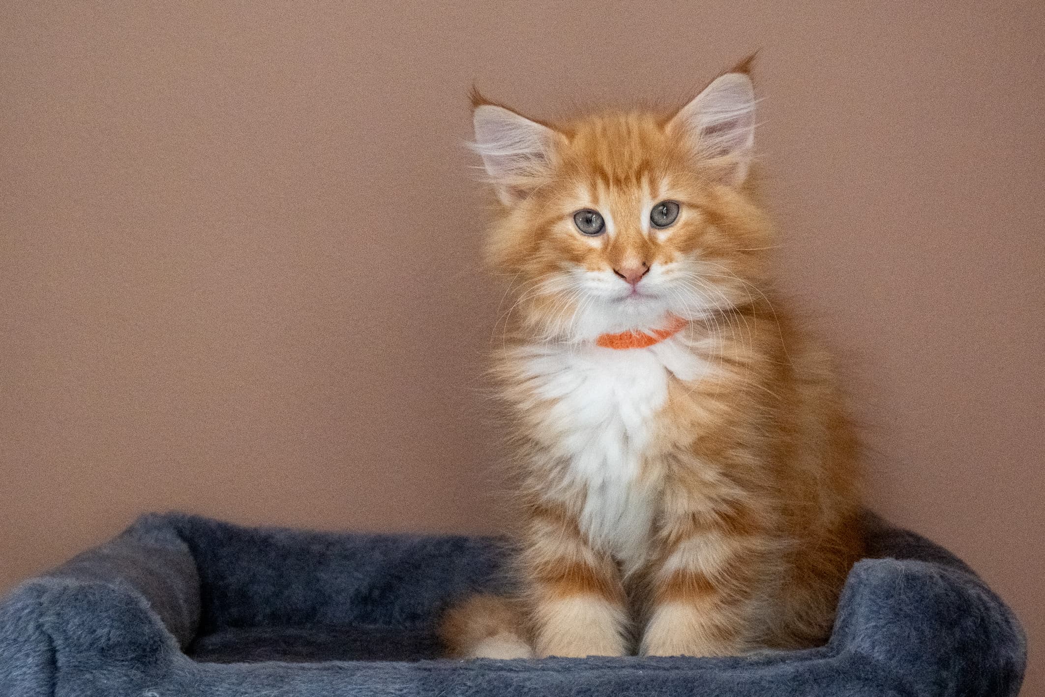 (N)Migoto's Nemo, d 09 22