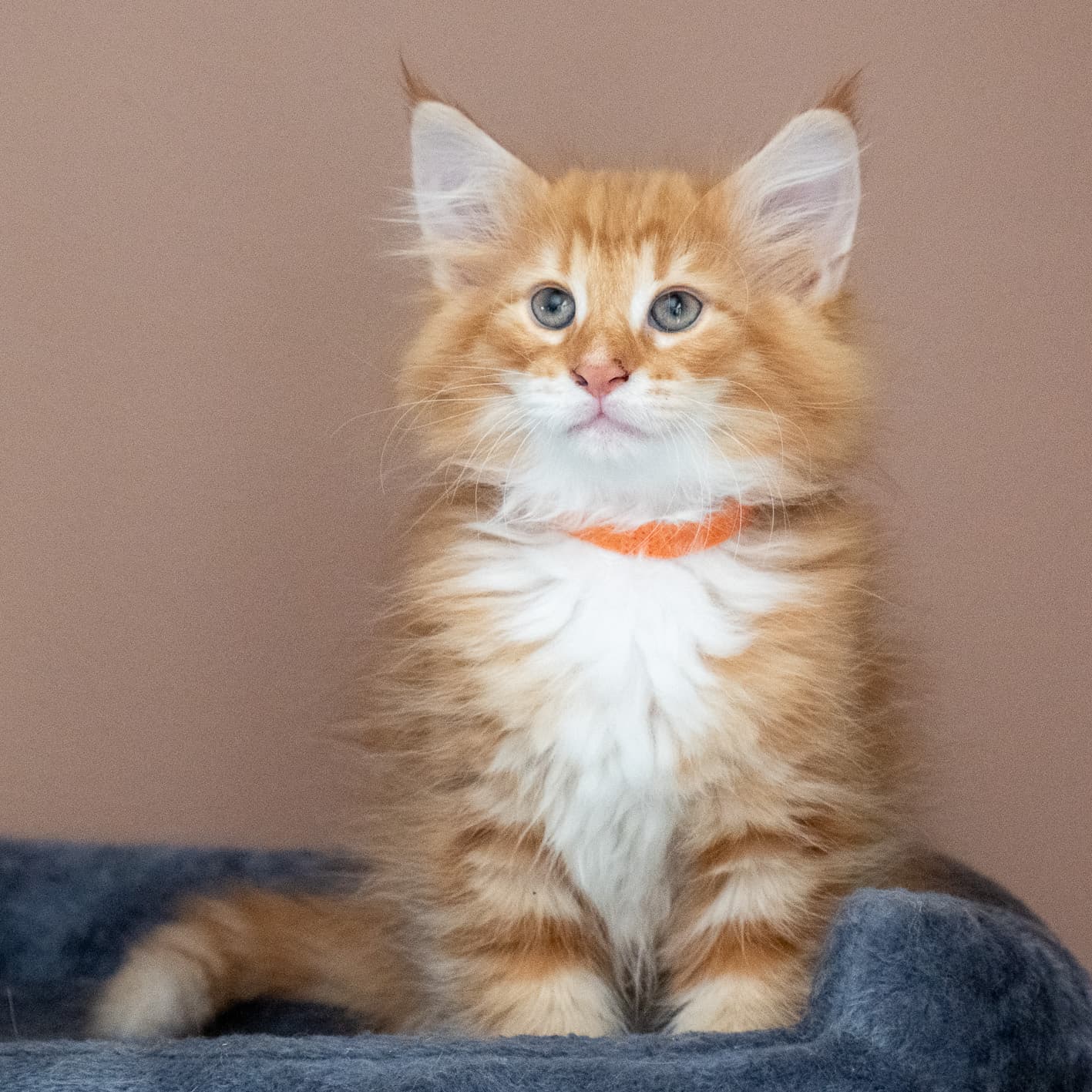 (N)Migoto's Nemo, d 09 22