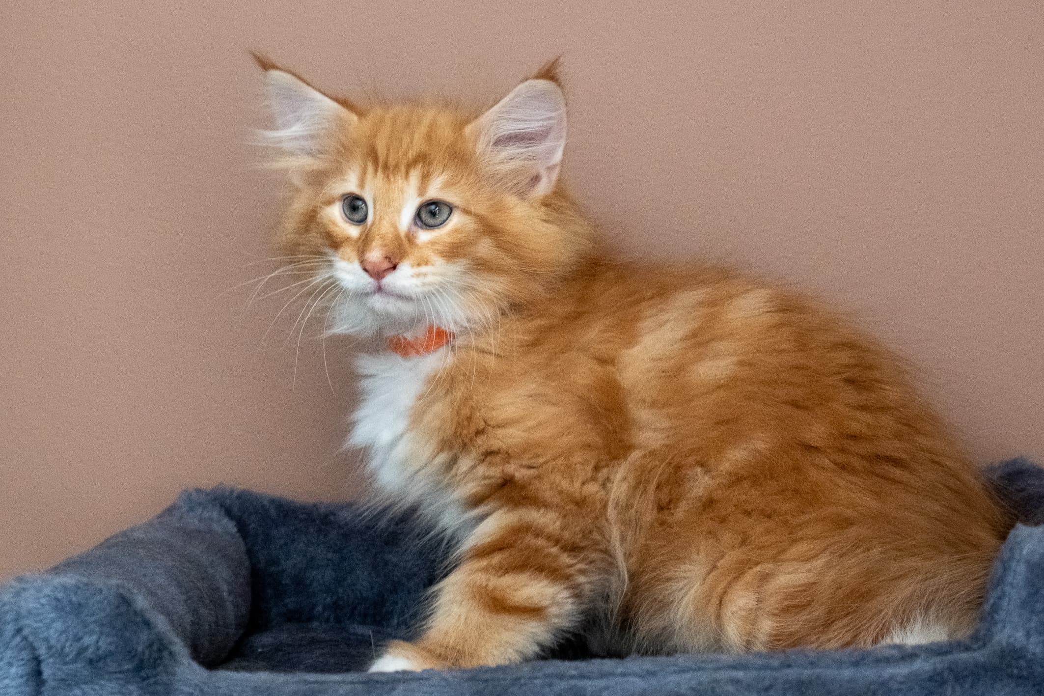 (N)Migoto's Nemo, d 09 22