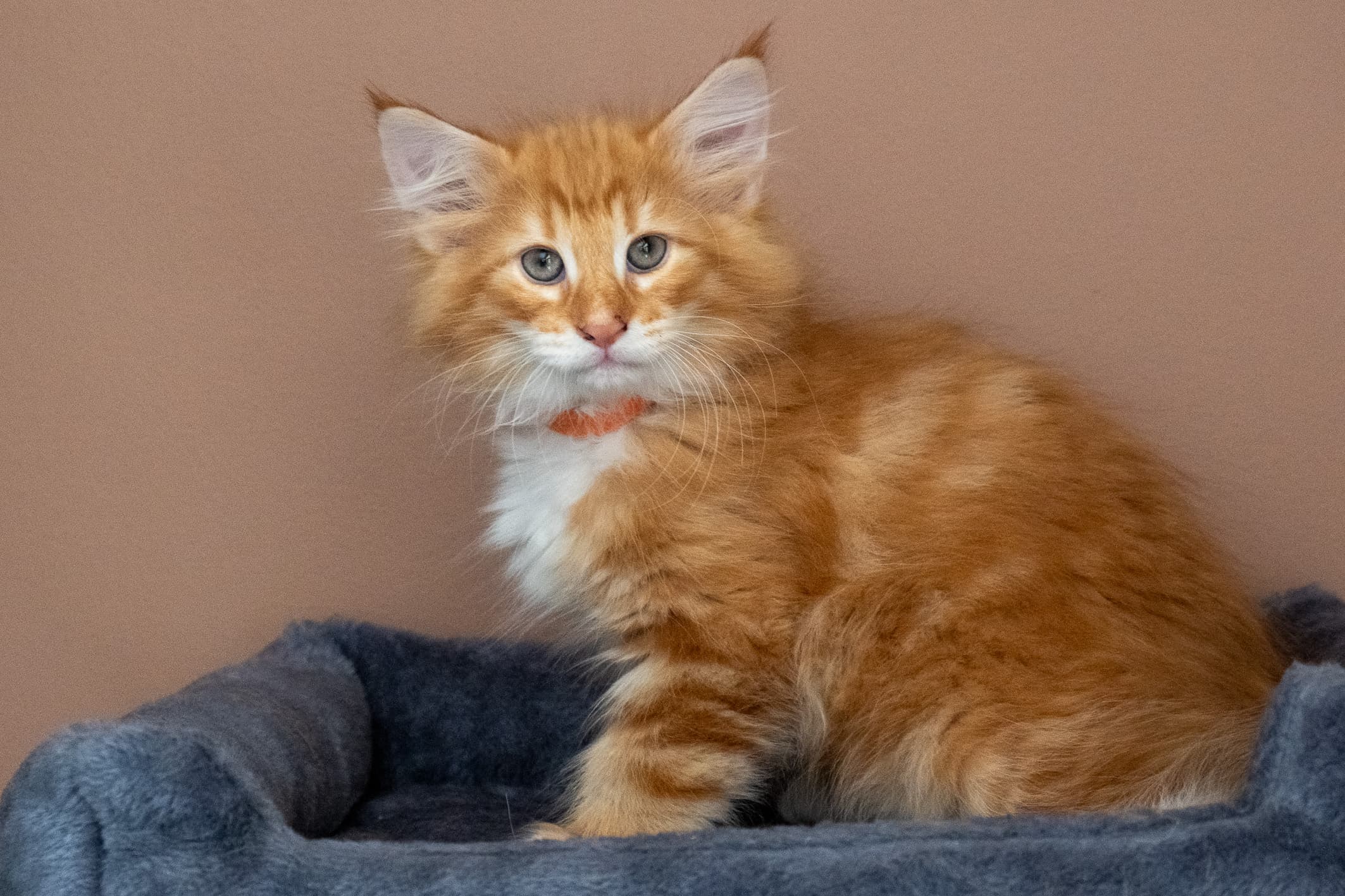 (N)Migoto's Nemo, d 09 22