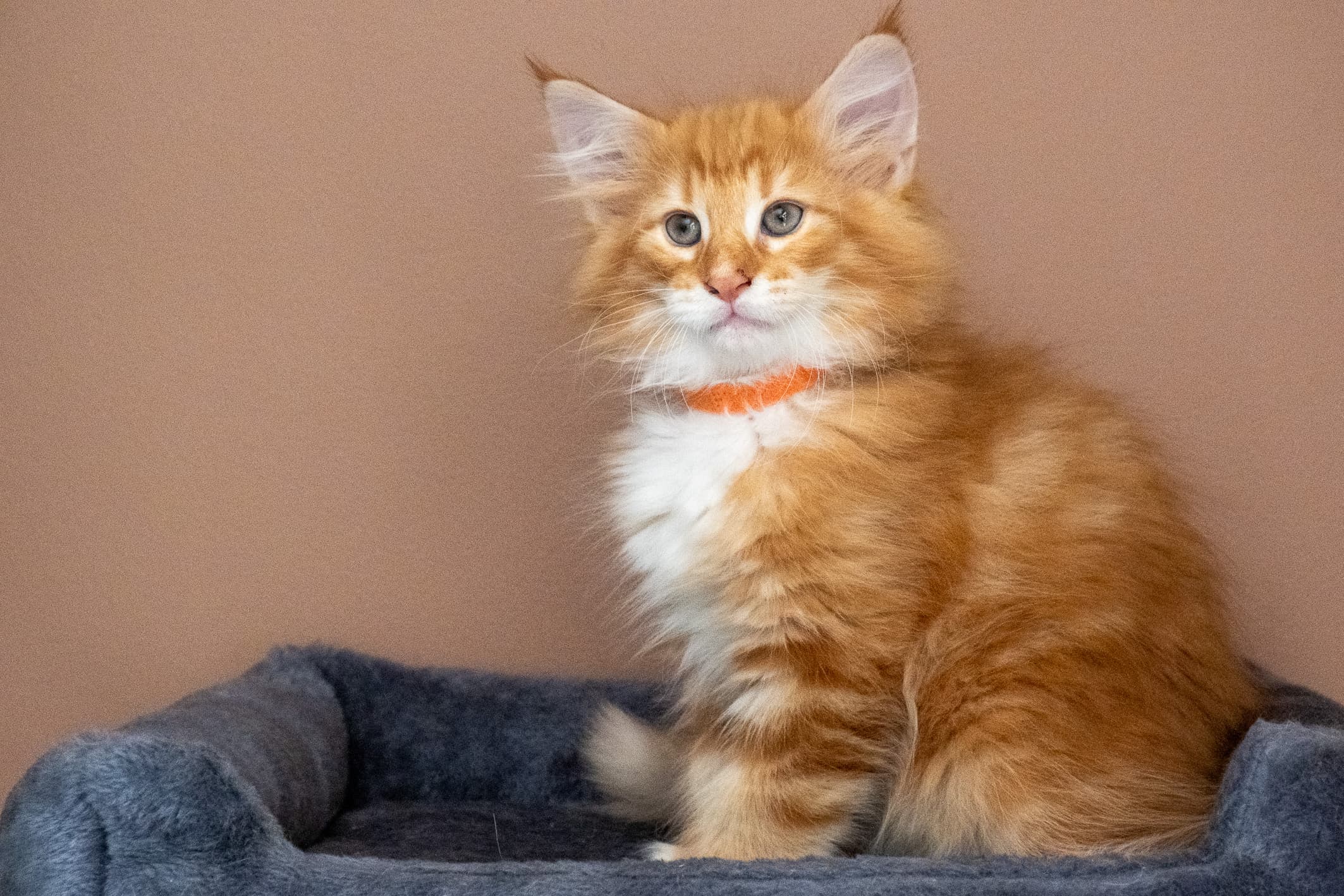 (N)Migoto's Nemo, d 09 22