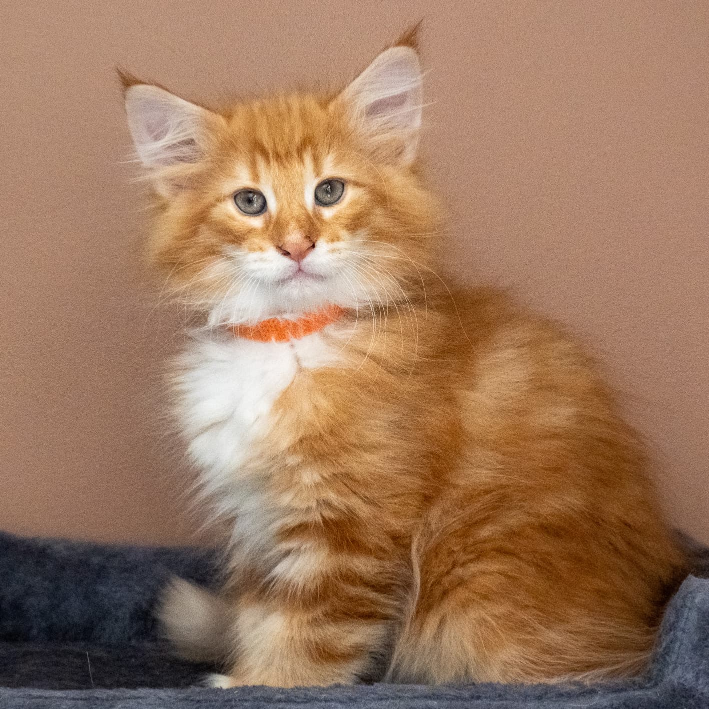 (N)Migoto's Nemo, d 09 22