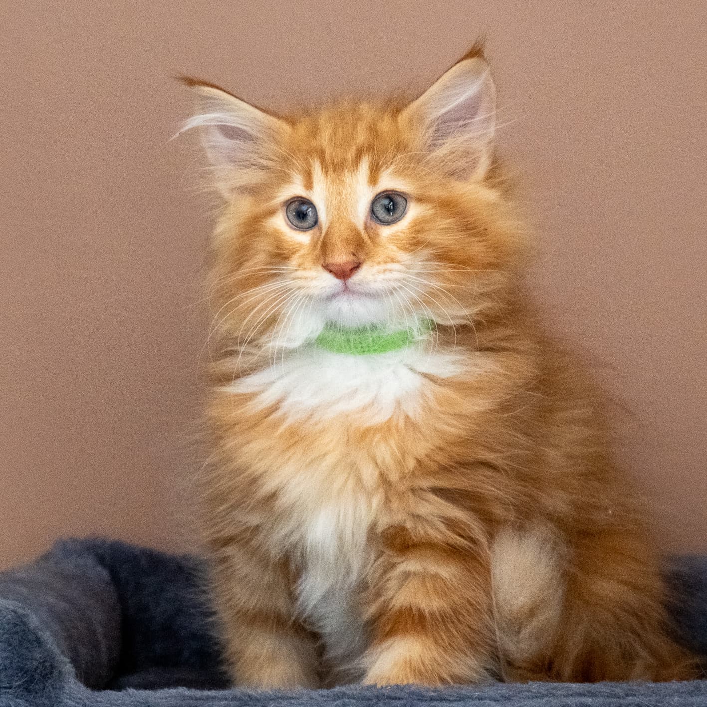 (N)Migoto's Nicco, NFO d 09 22