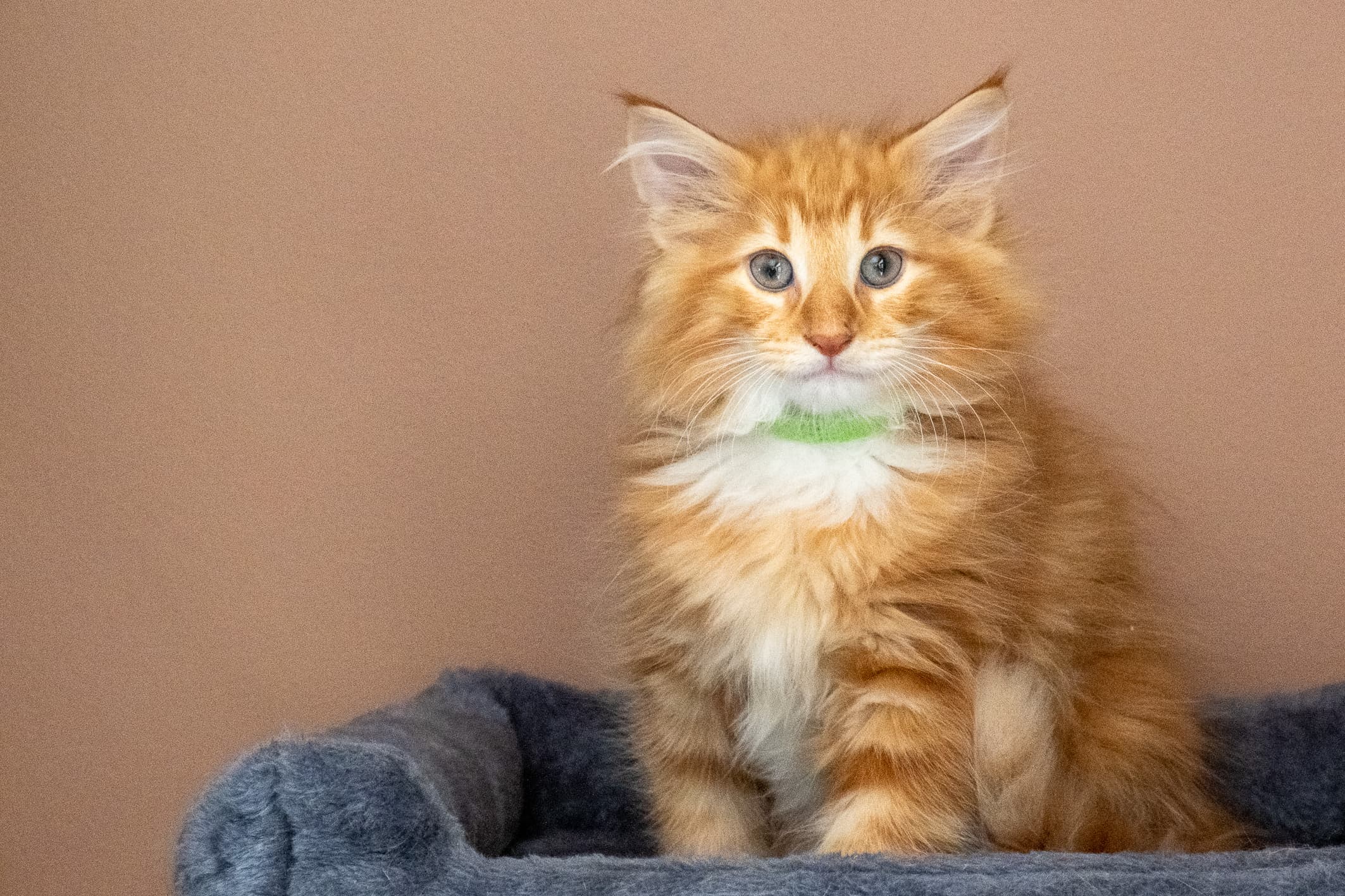 (N)Migoto's Nicco, NFO d 09 22