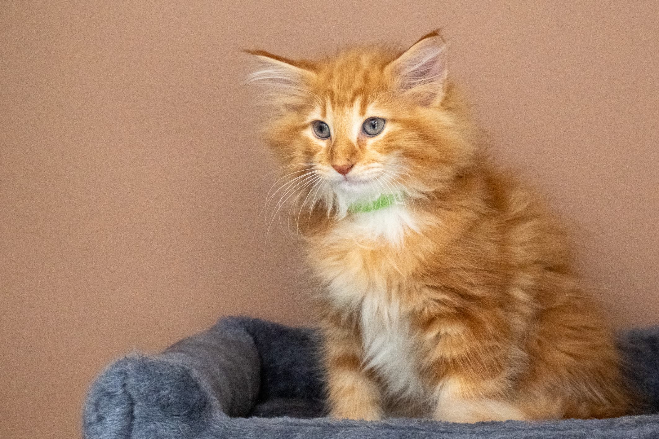 (N)Migoto's Nicco, NFO d 09 22