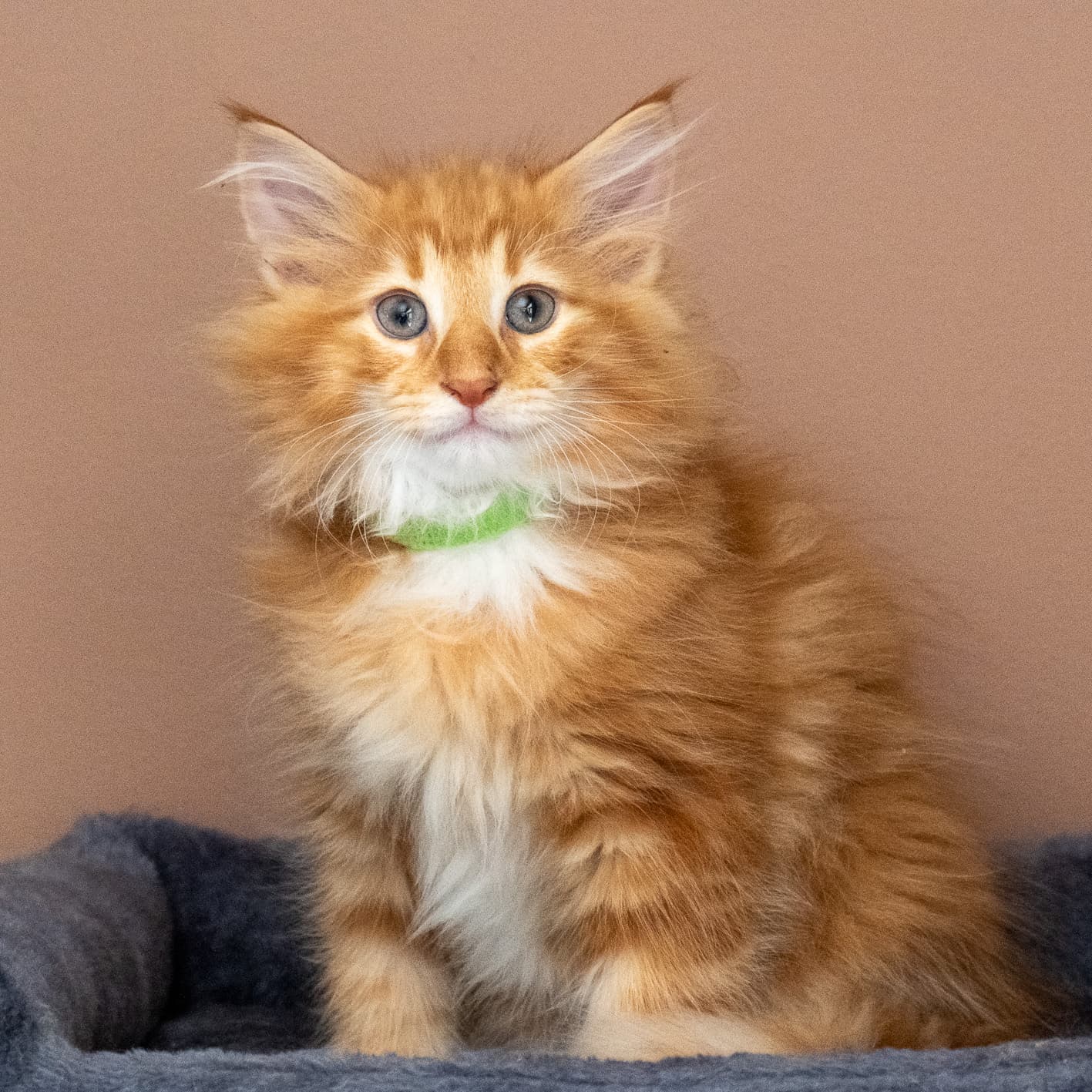 (N)Migoto's Nicco, NFO d 09 22