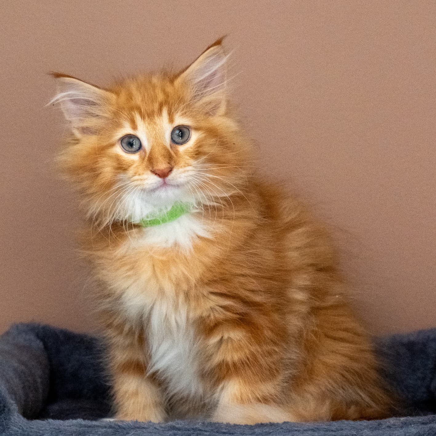 (N)Migoto's Nicco, NFO d 09 22