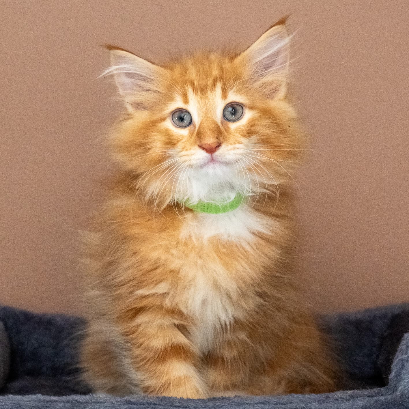 (N)Migoto's Nicco, NFO d 09 22