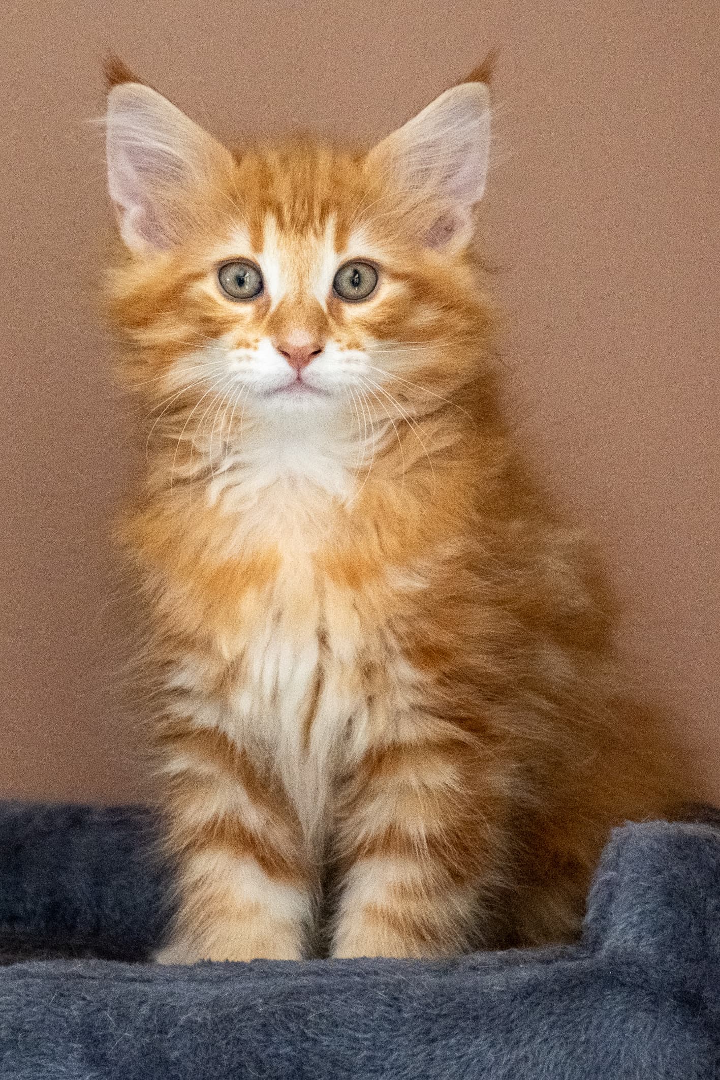 (N)Migoto's Nikolai, NFO d 09 22