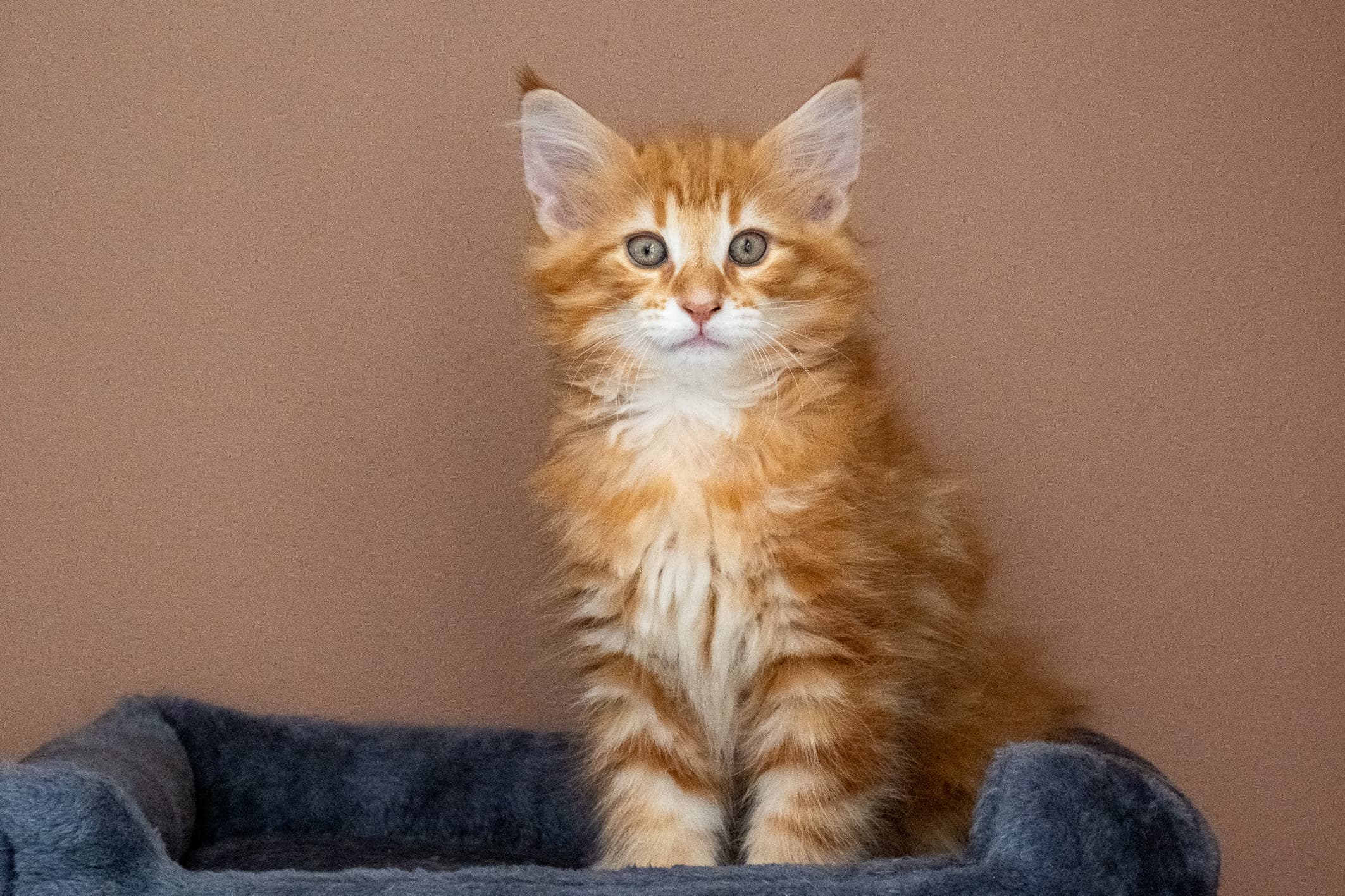 (N)Migoto's Nikolai, NFO d 09 22