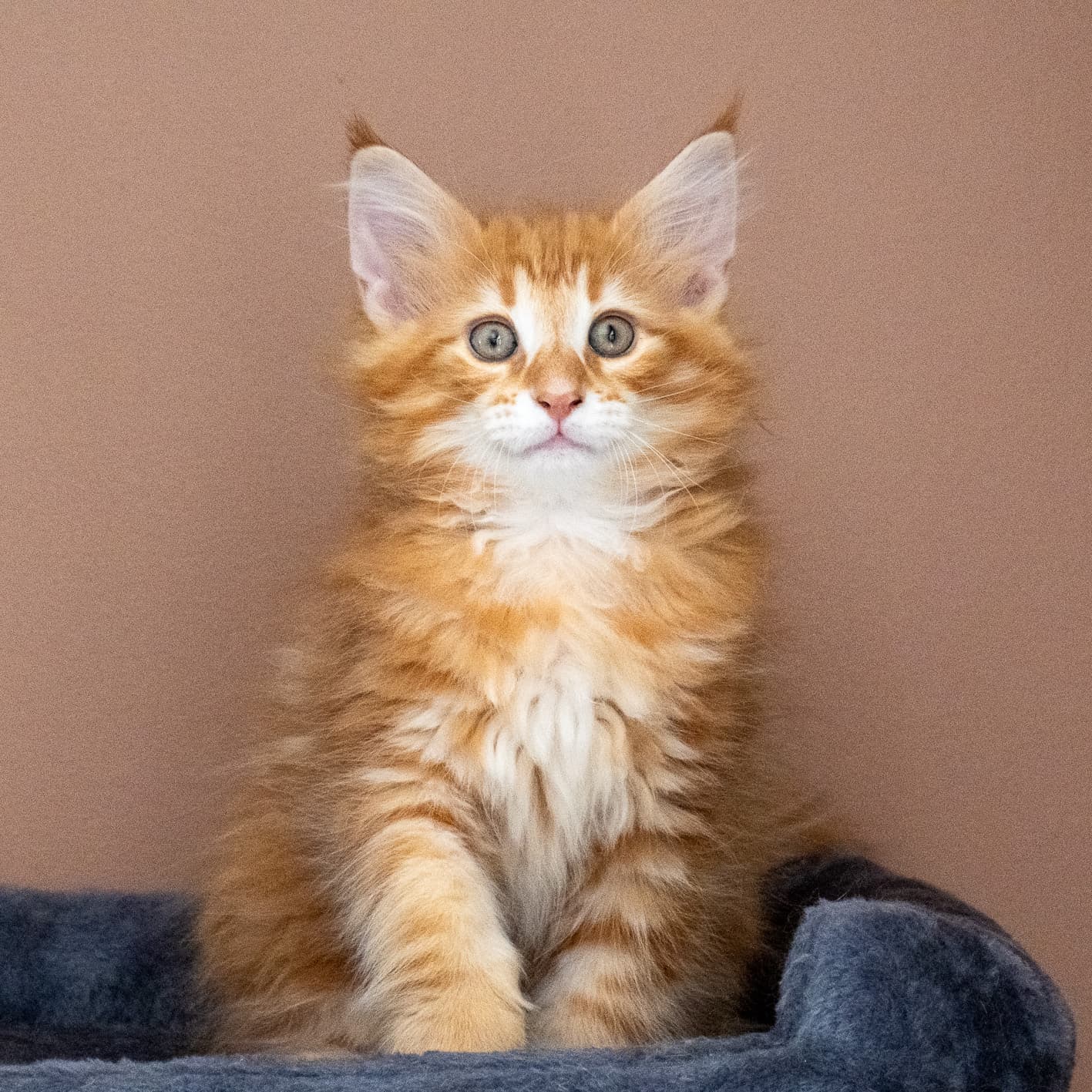 (N)Migoto's Nikolai, NFO d 09 22