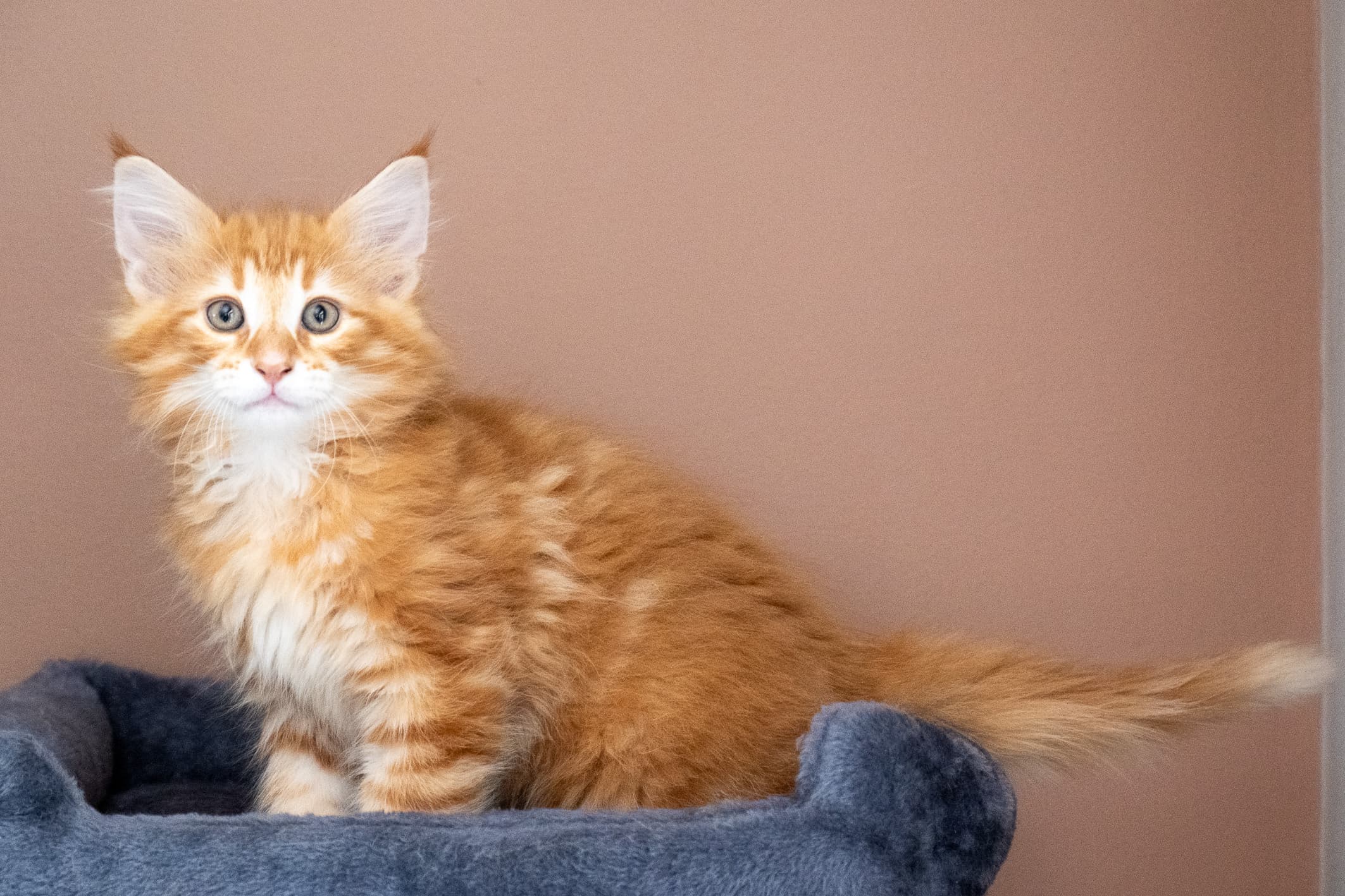 (N)Migoto's Nikolai, NFO d 09 22