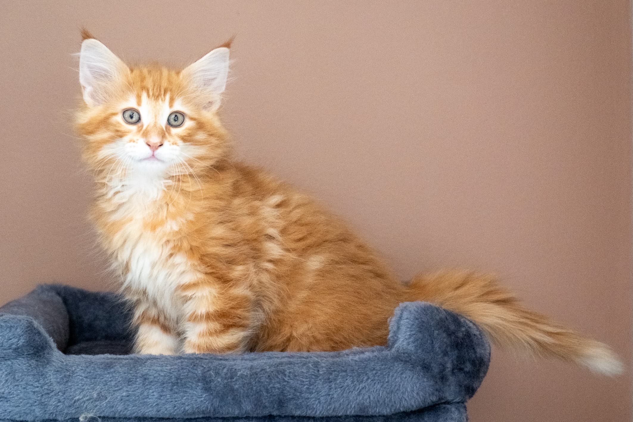 (N)Migoto's Nikolai, NFO d 09 22