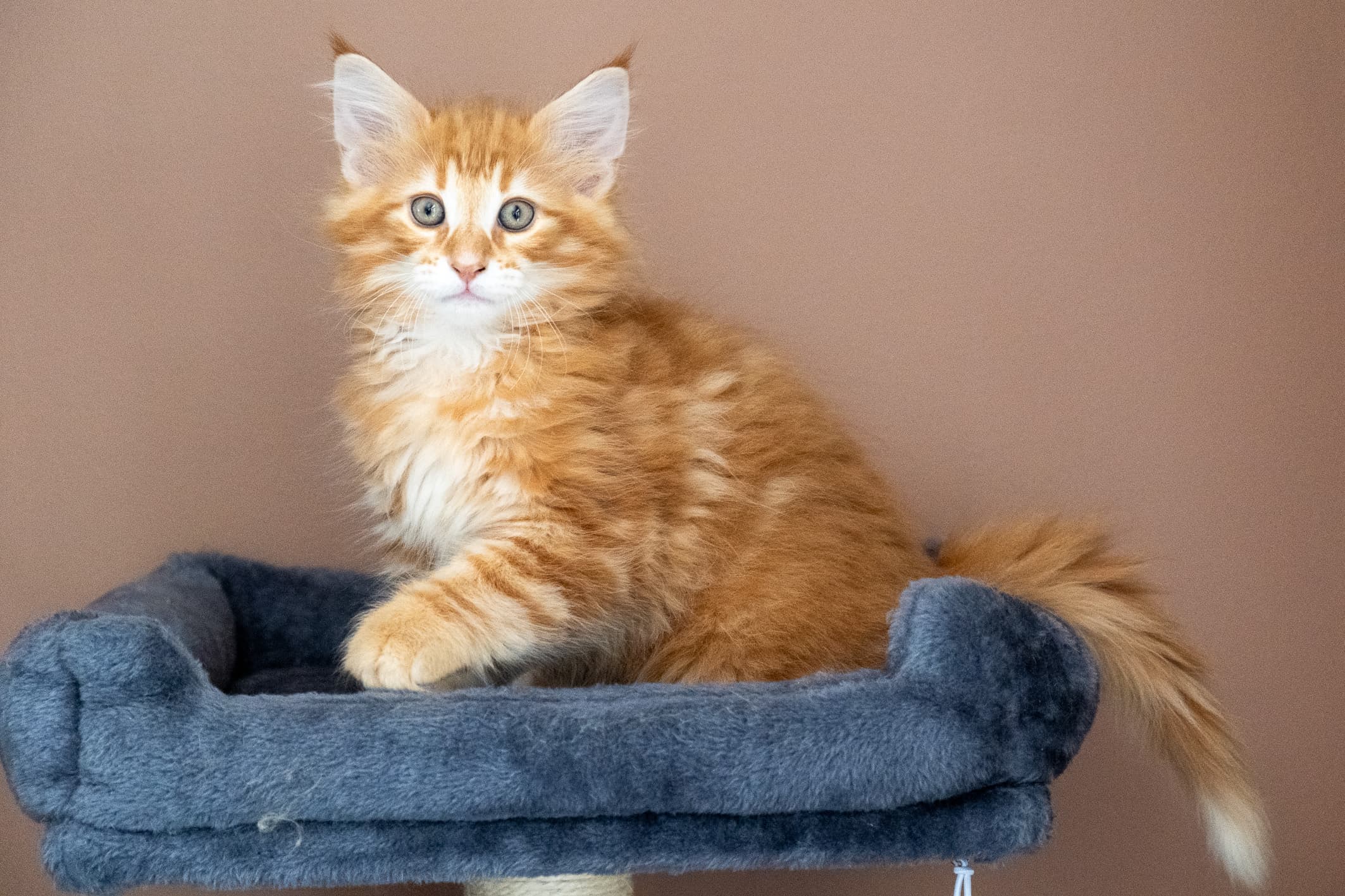 (N)Migoto's Nikolai, NFO d 09 22