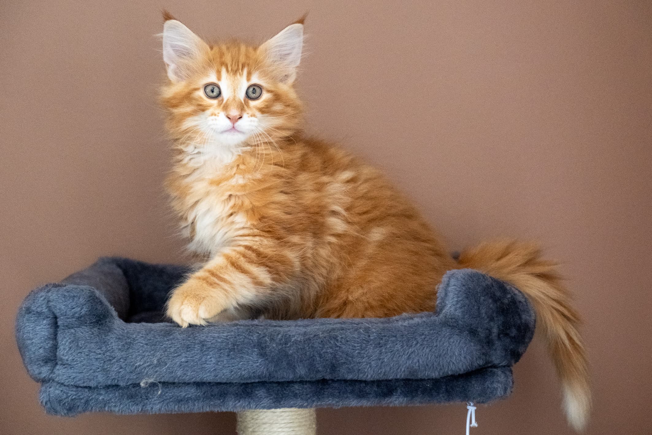 (N)Migoto's Nikolai, NFO d 09 22