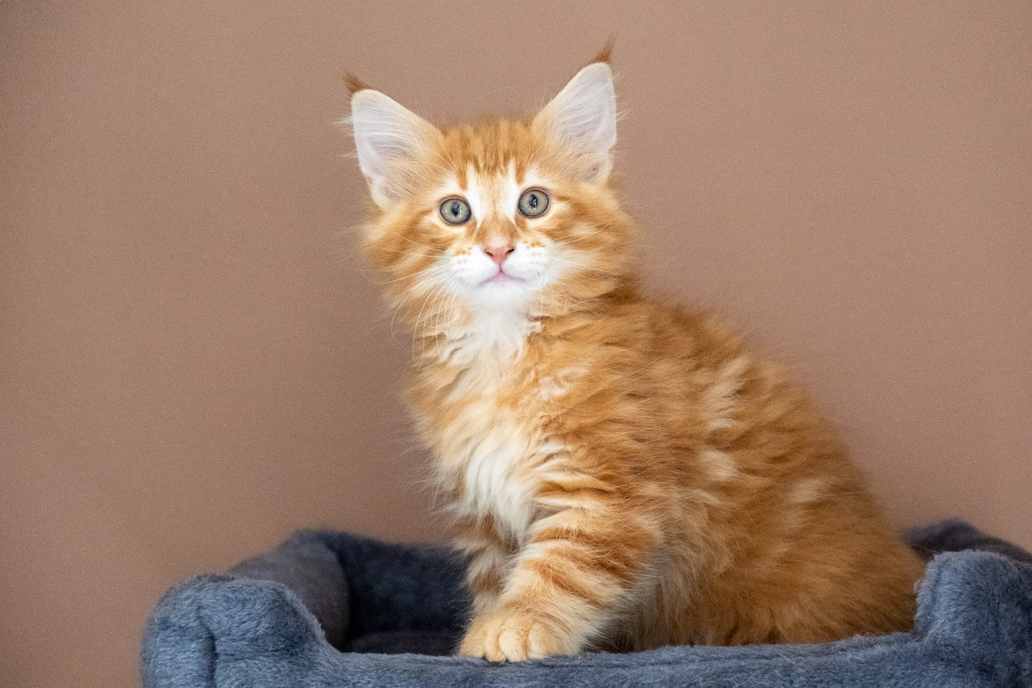 (N)Migoto's Nikolai, NFO d 09 22