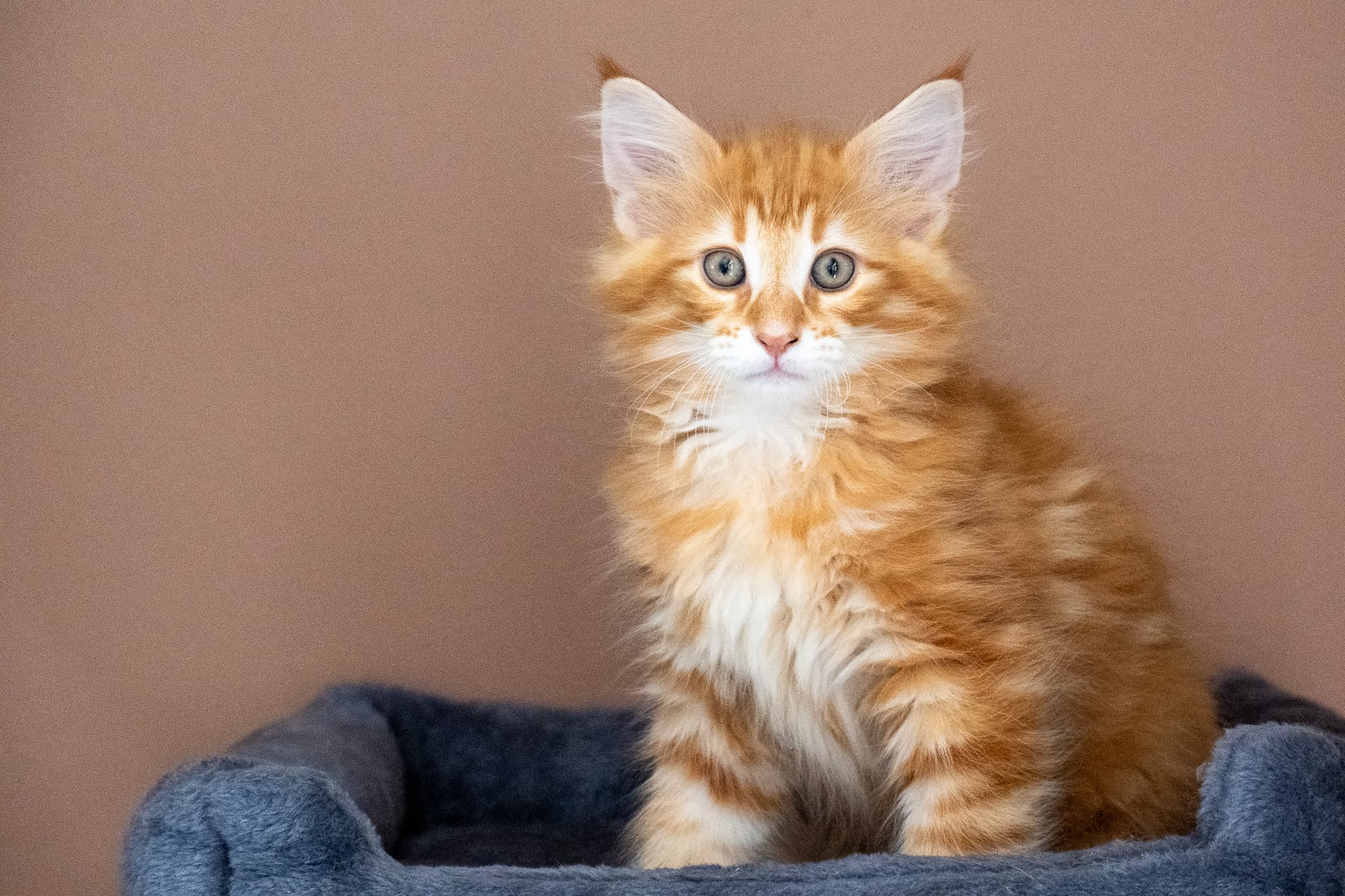 (N)Migoto's Nikolai, NFO d 09 22