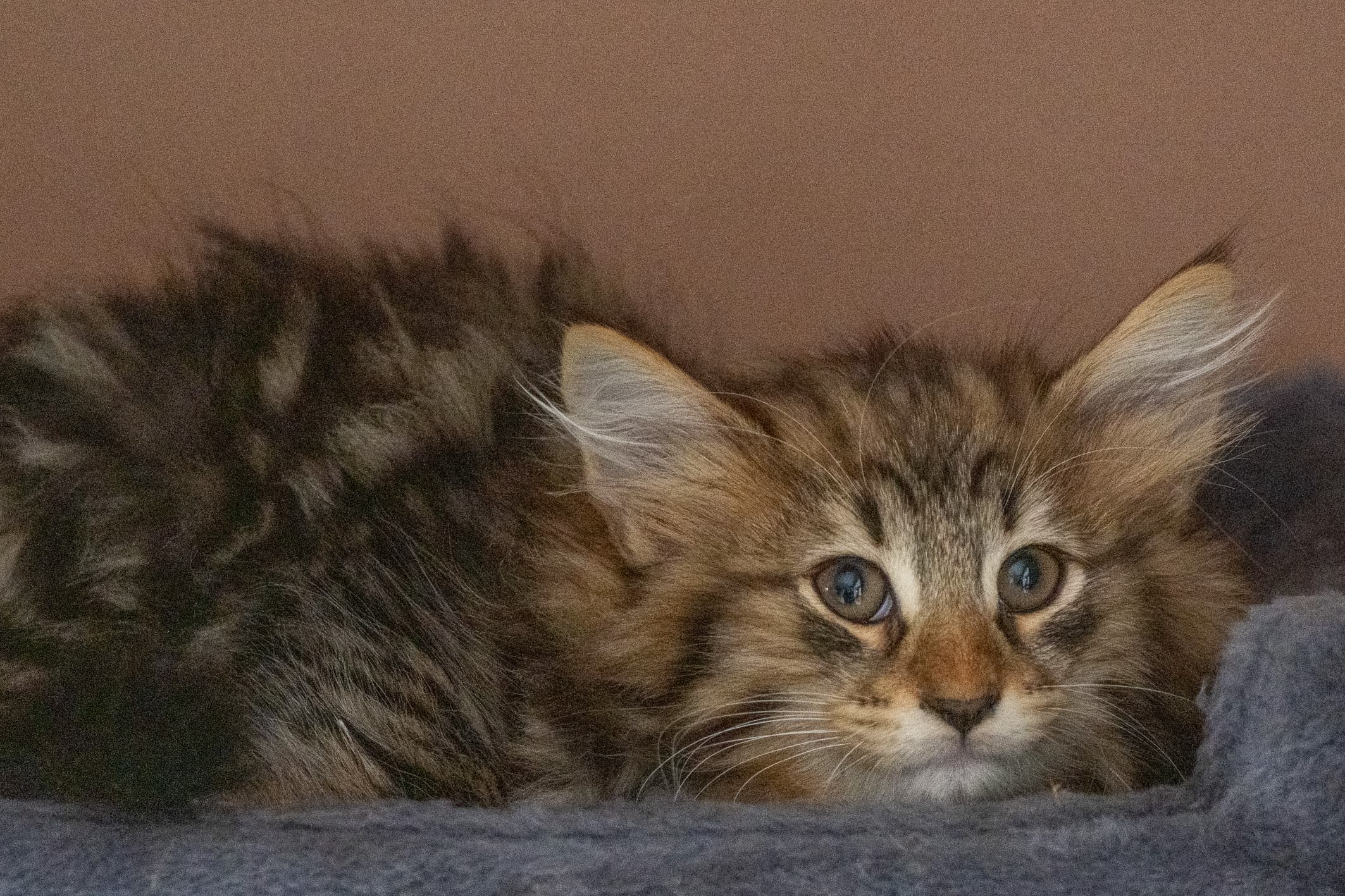 (N)Migoto's Njård, NFO n 09 22