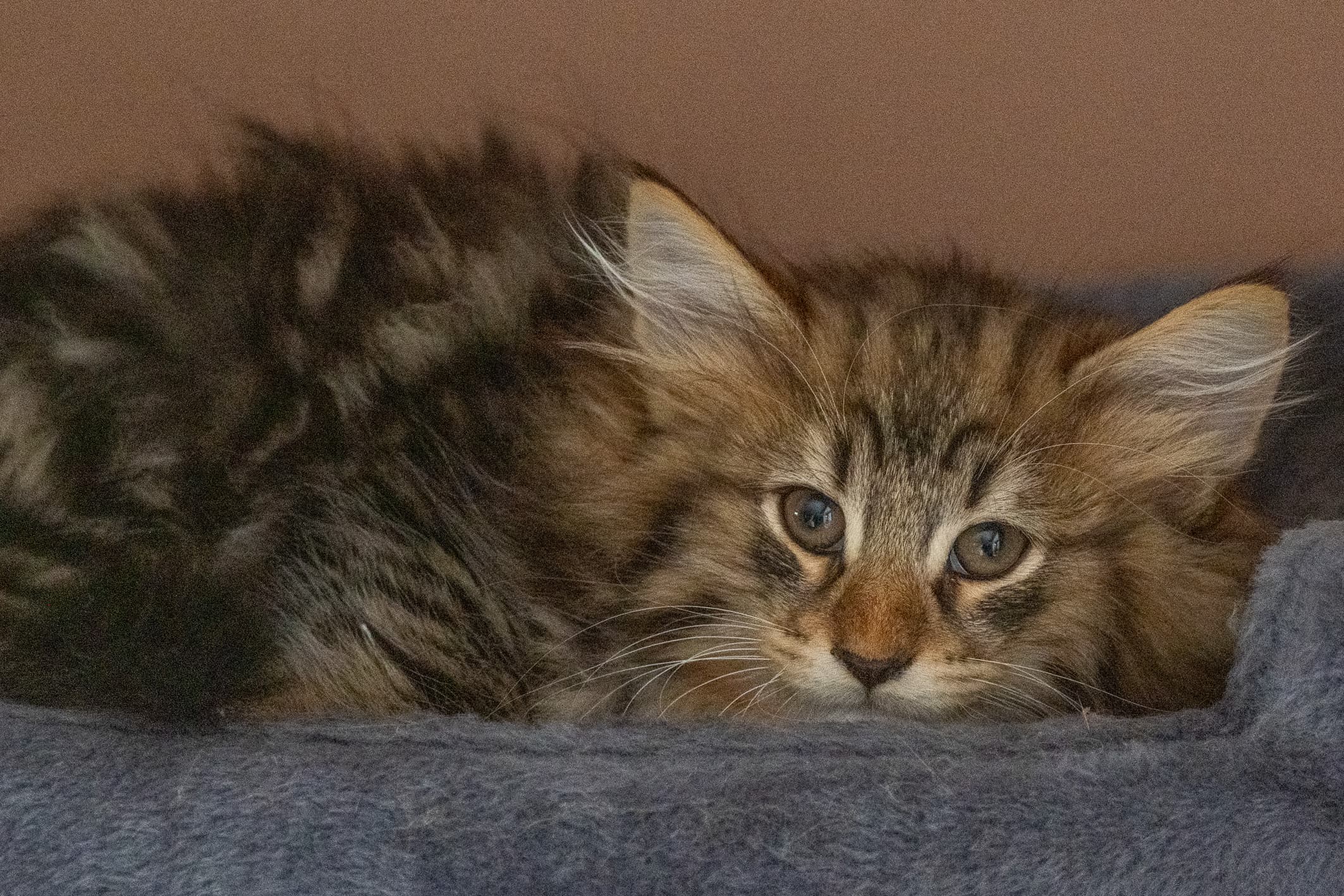 (N)Migoto's Njård, NFO n 09 22