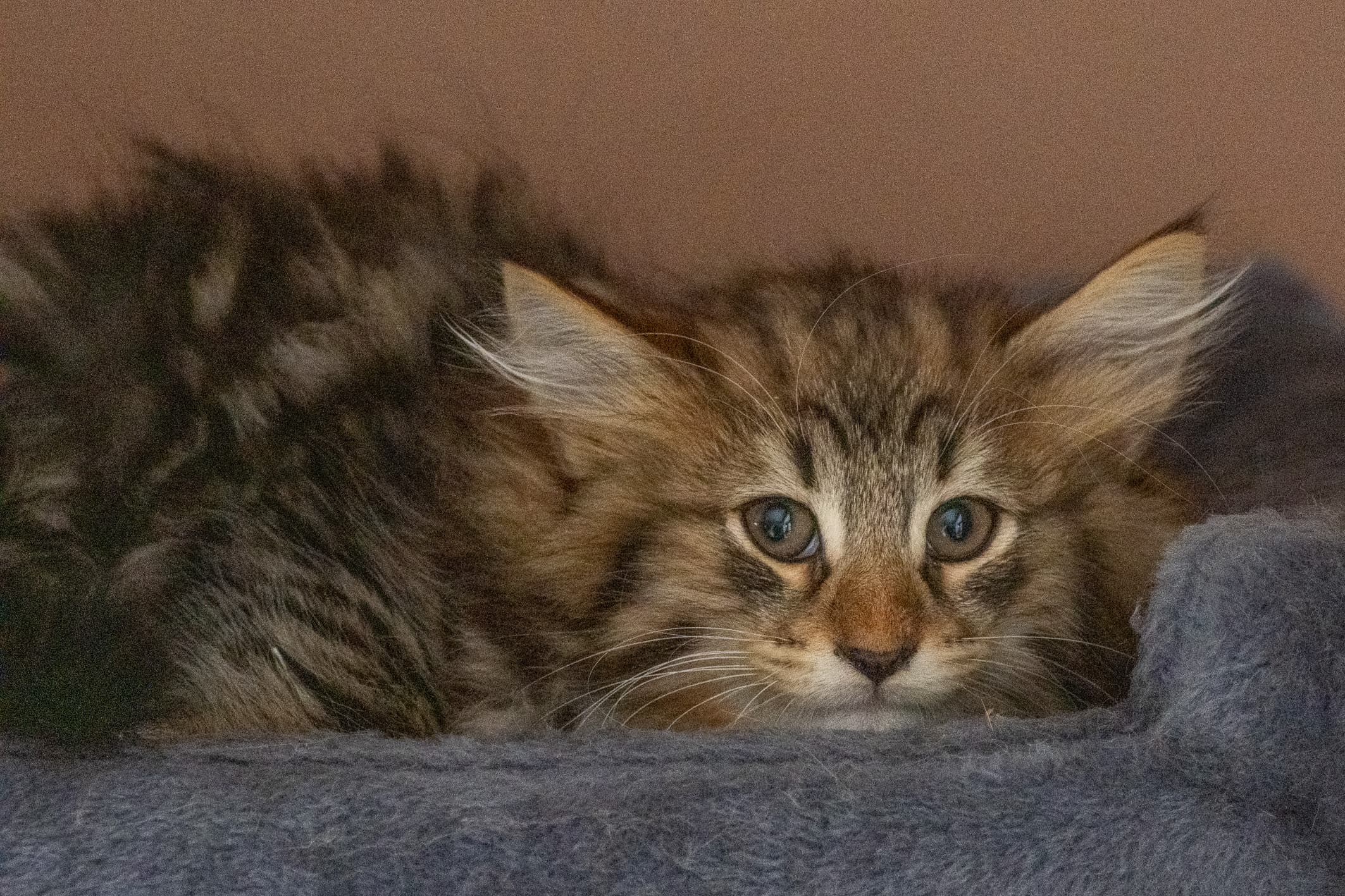 (N)Migoto's Njård, NFO n 09 22