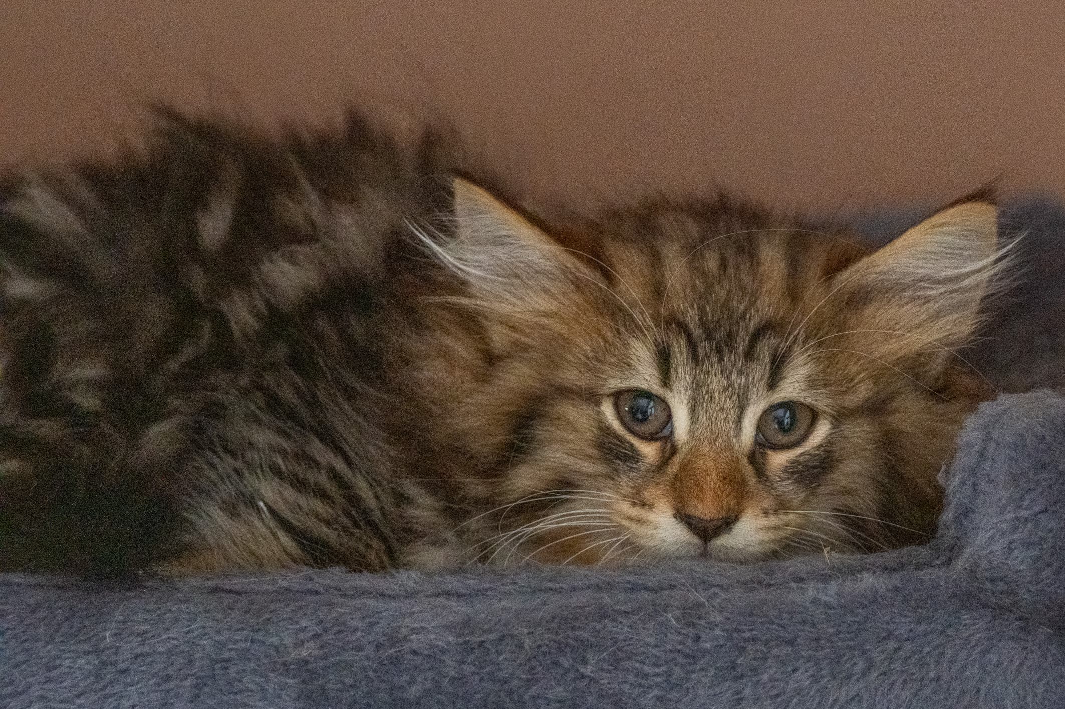 (N)Migoto's Njård, NFO n 09 22