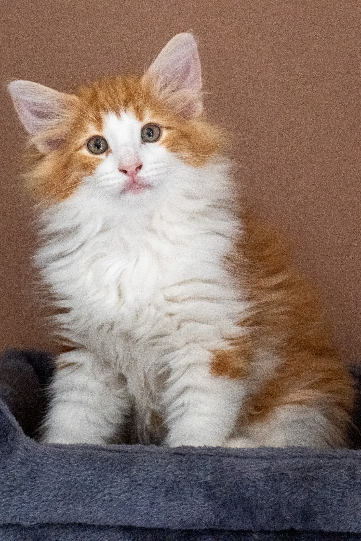 (N)Migoto's Nate, NFO d 03 22