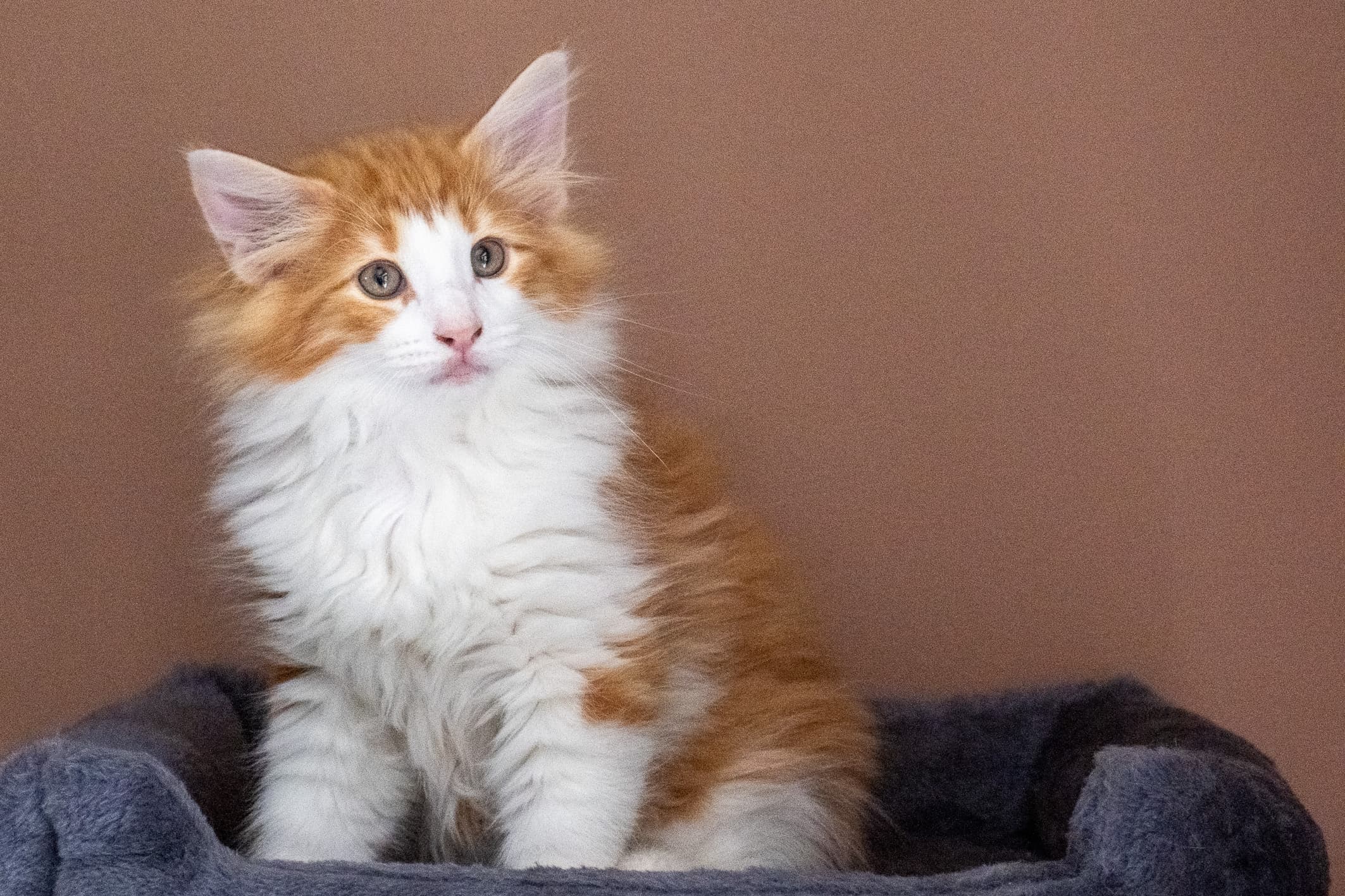 (N)Migoto's Nate, NFO d 03 22