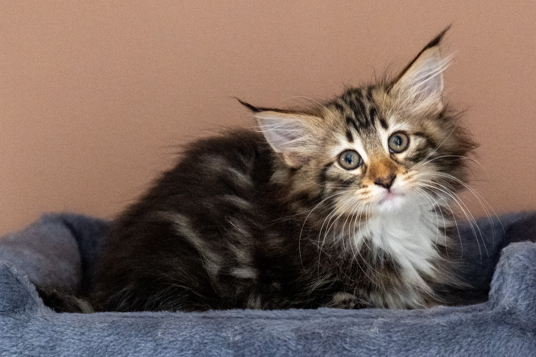 (N)Migoto's Nina, NFO n 09 22