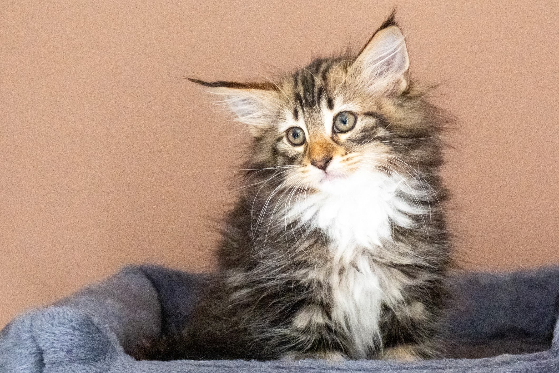 (N)Migoto's Nina, NFO n 09 22