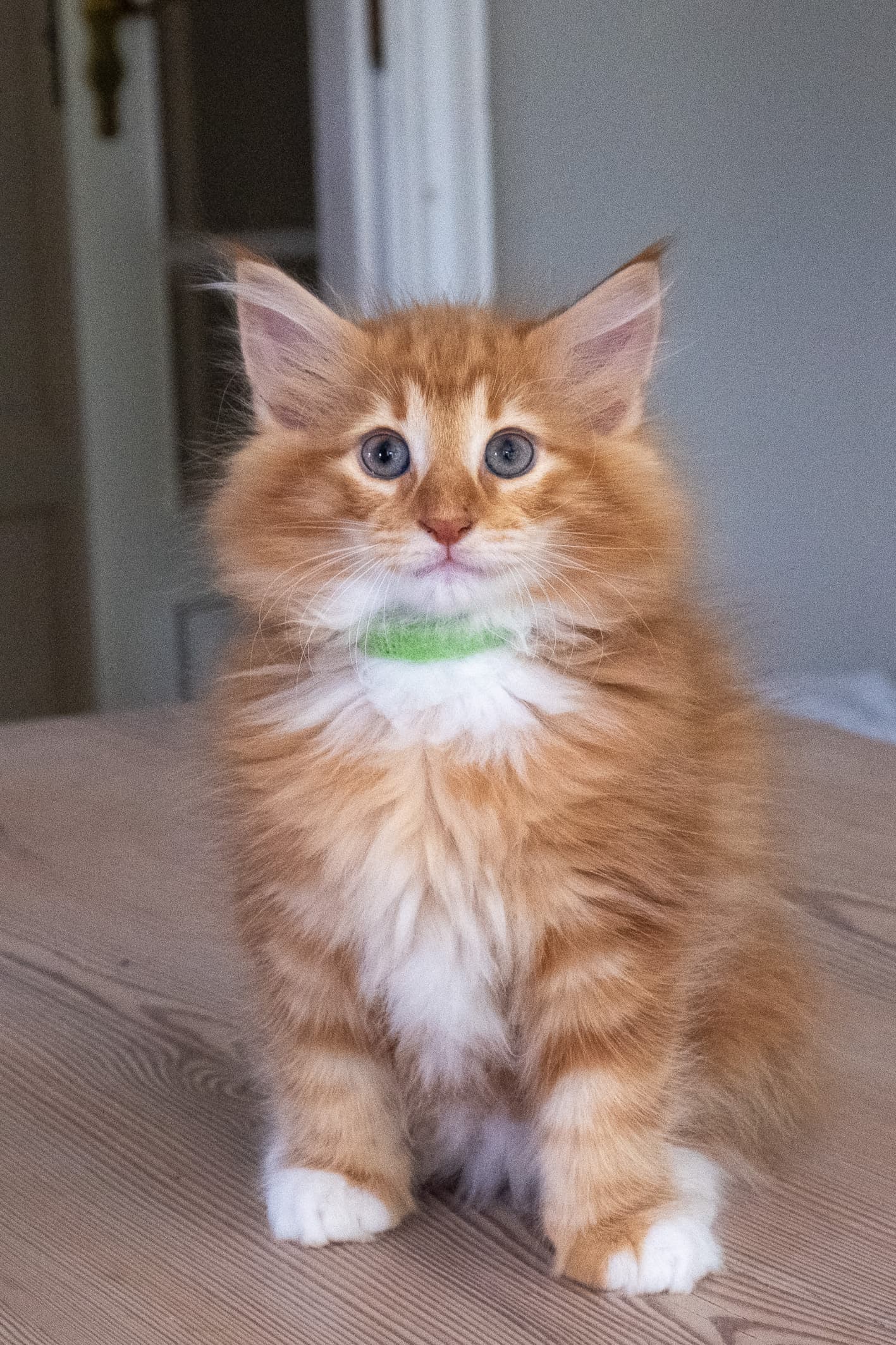 (N)Migoto's Nicco, NFO d 09 22