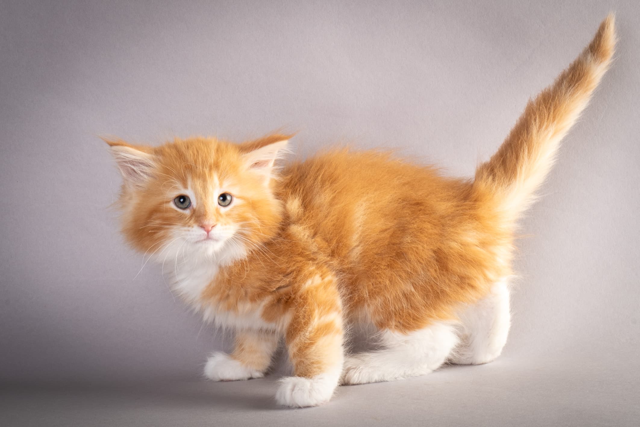 (N)Migoto's Preben, NFO d 09 22