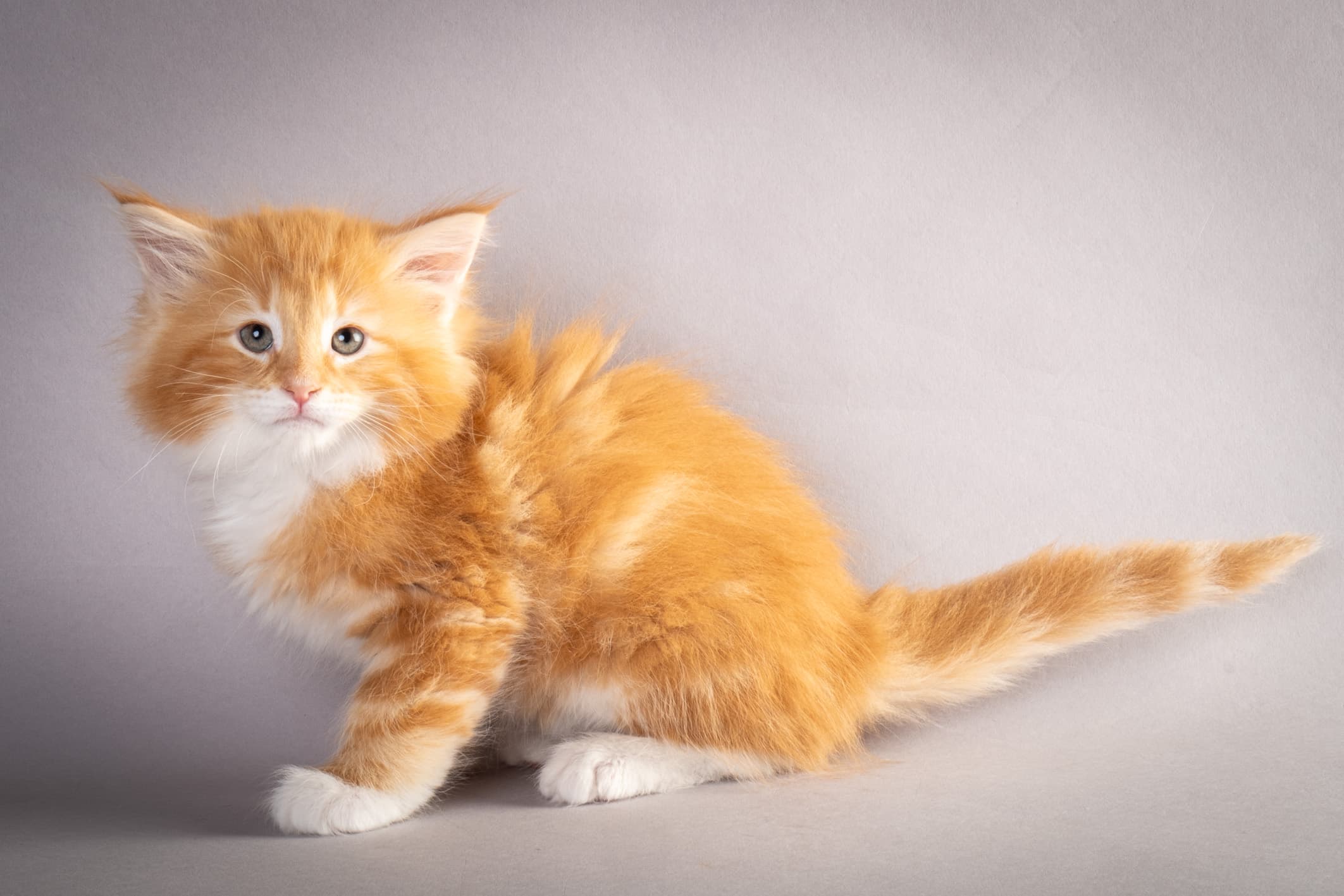 (N)Migoto's Preben, NFO d 09 22