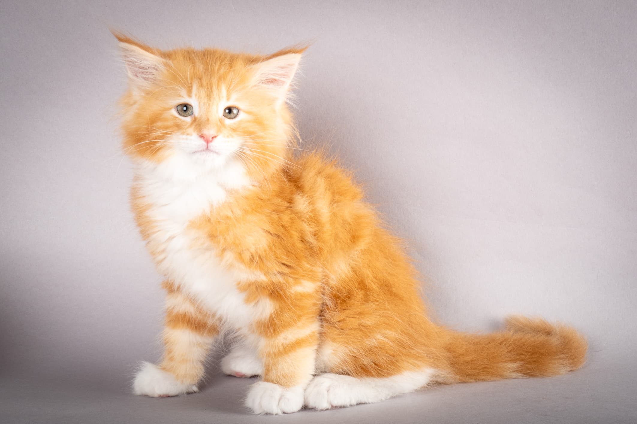 (N)Migoto's Preben, NFO d 09 22