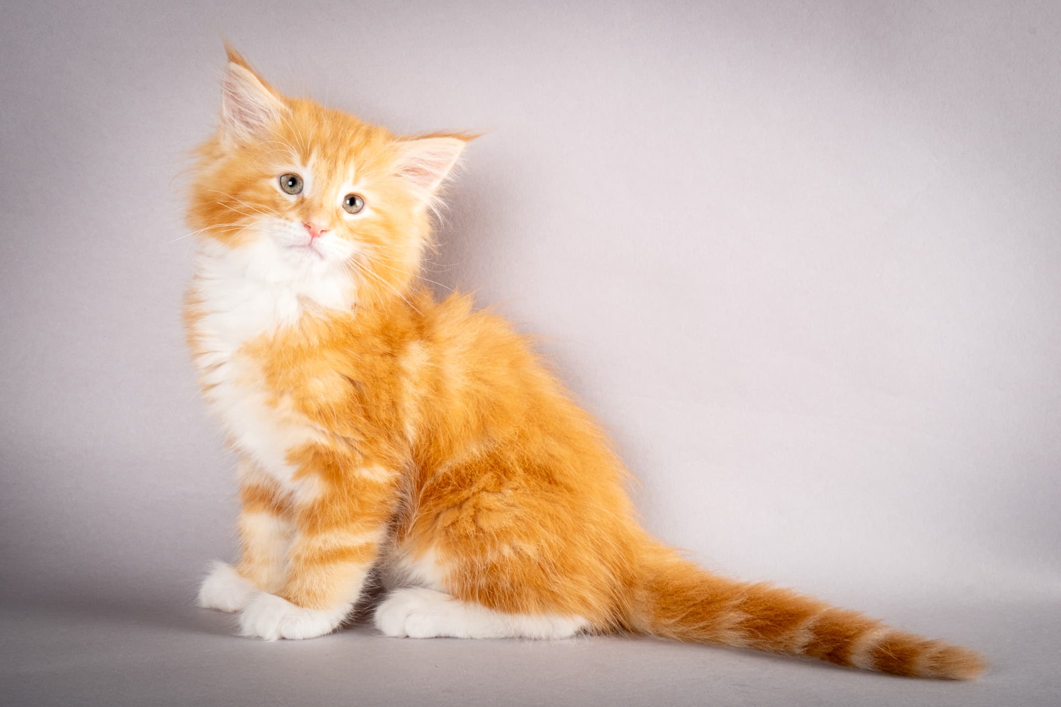 (N)Migoto's Preben, NFO d 09 22