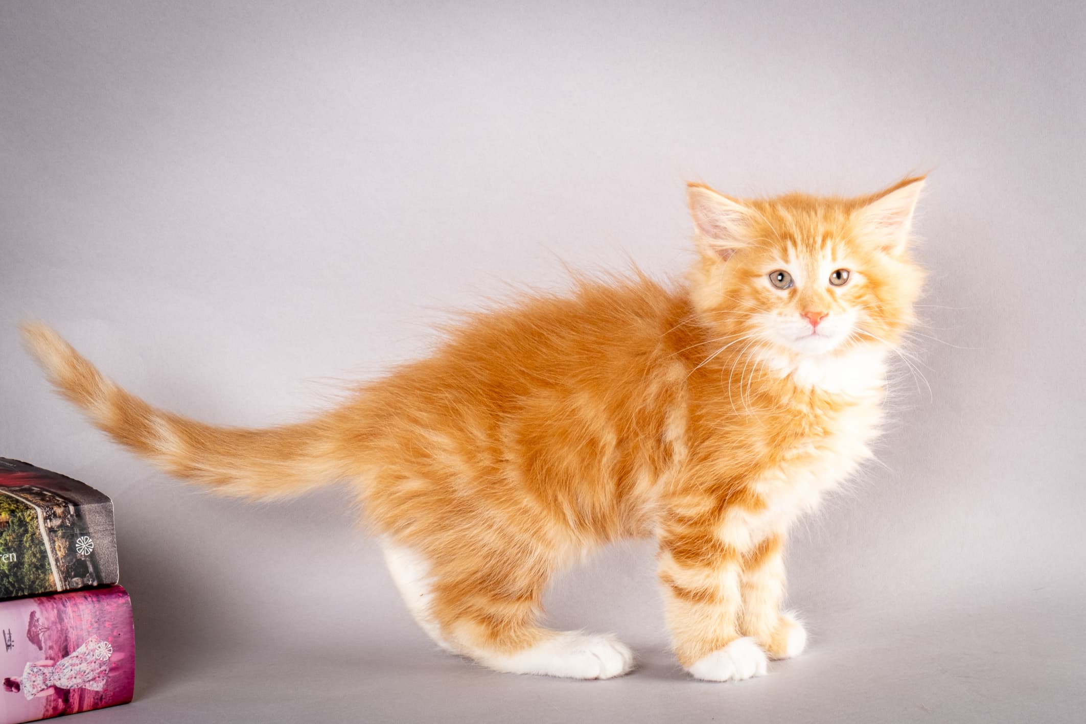 (N)Migoto's Pella, NFO d 09 22