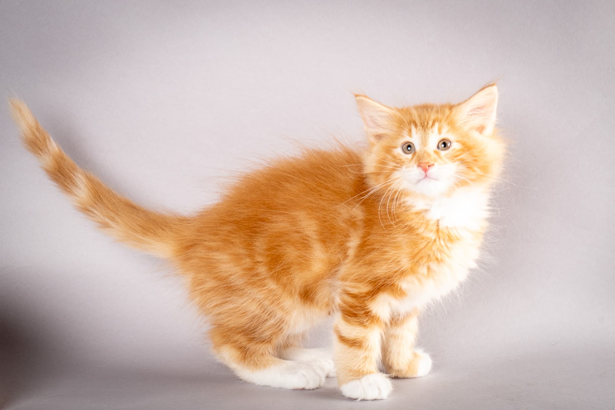 (N)Migoto's Pella, NFO d 09 22