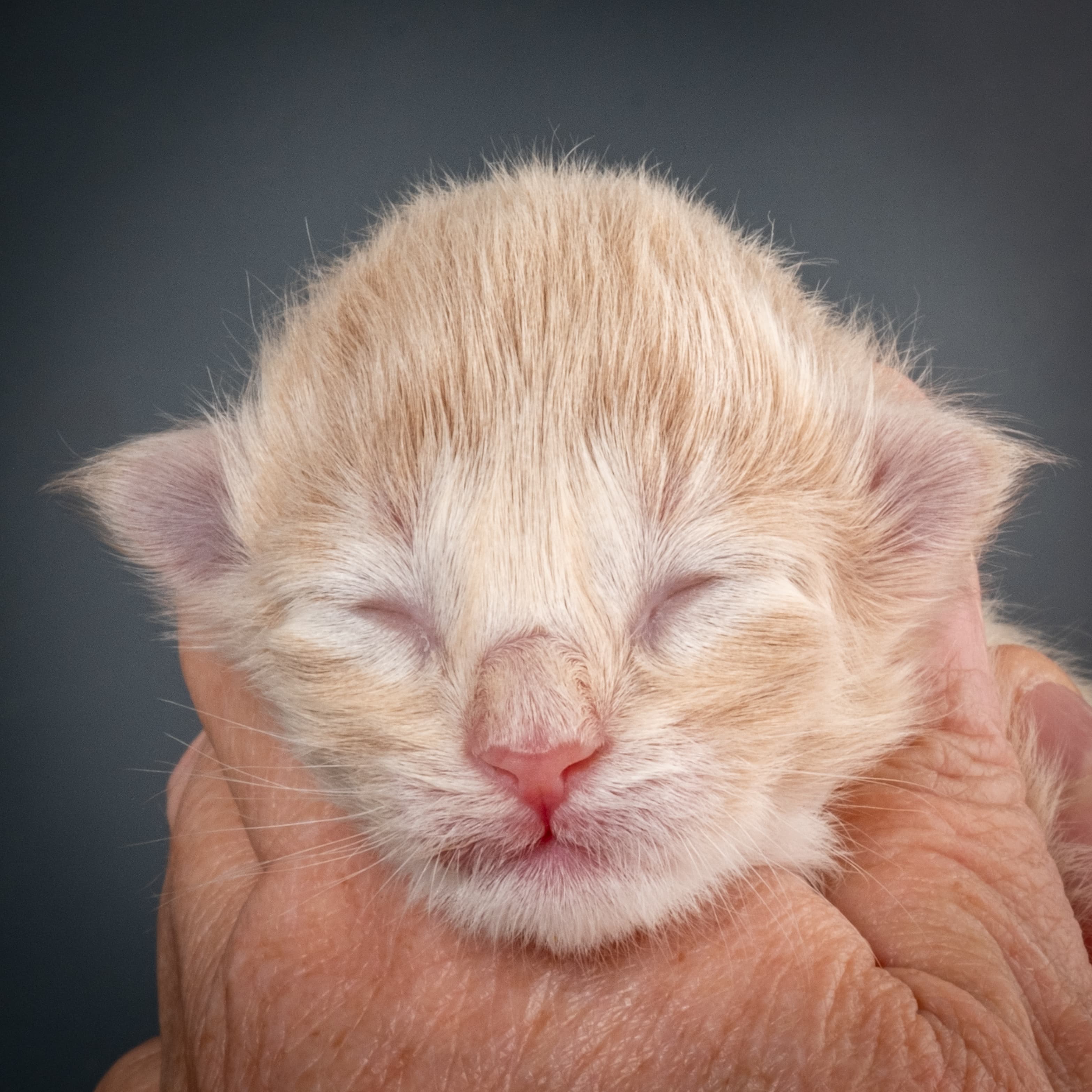 (N)Migoto's Simba jr, NFO e(s) 09 ??